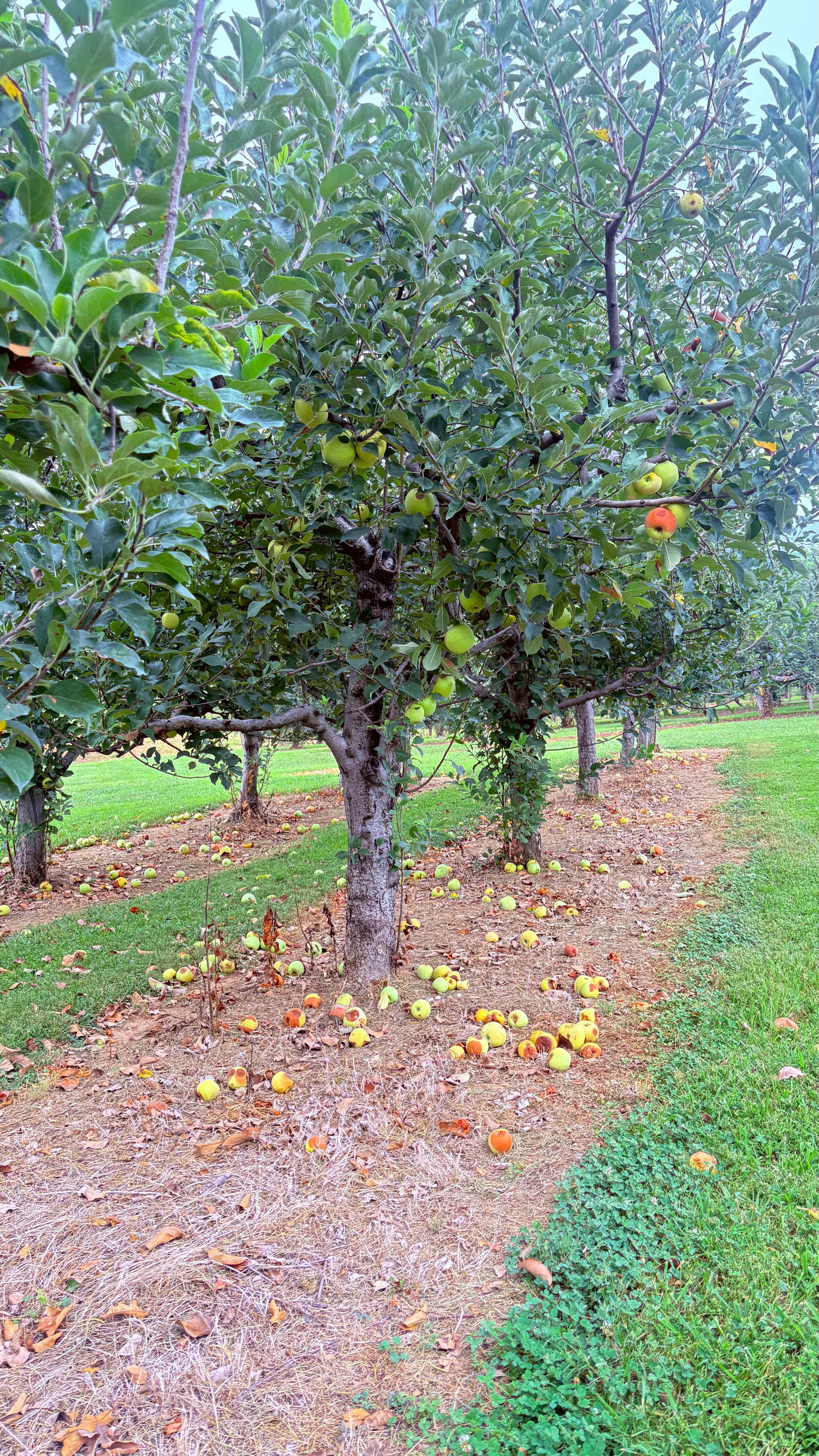 Chattooga Belle Farm Lakeside