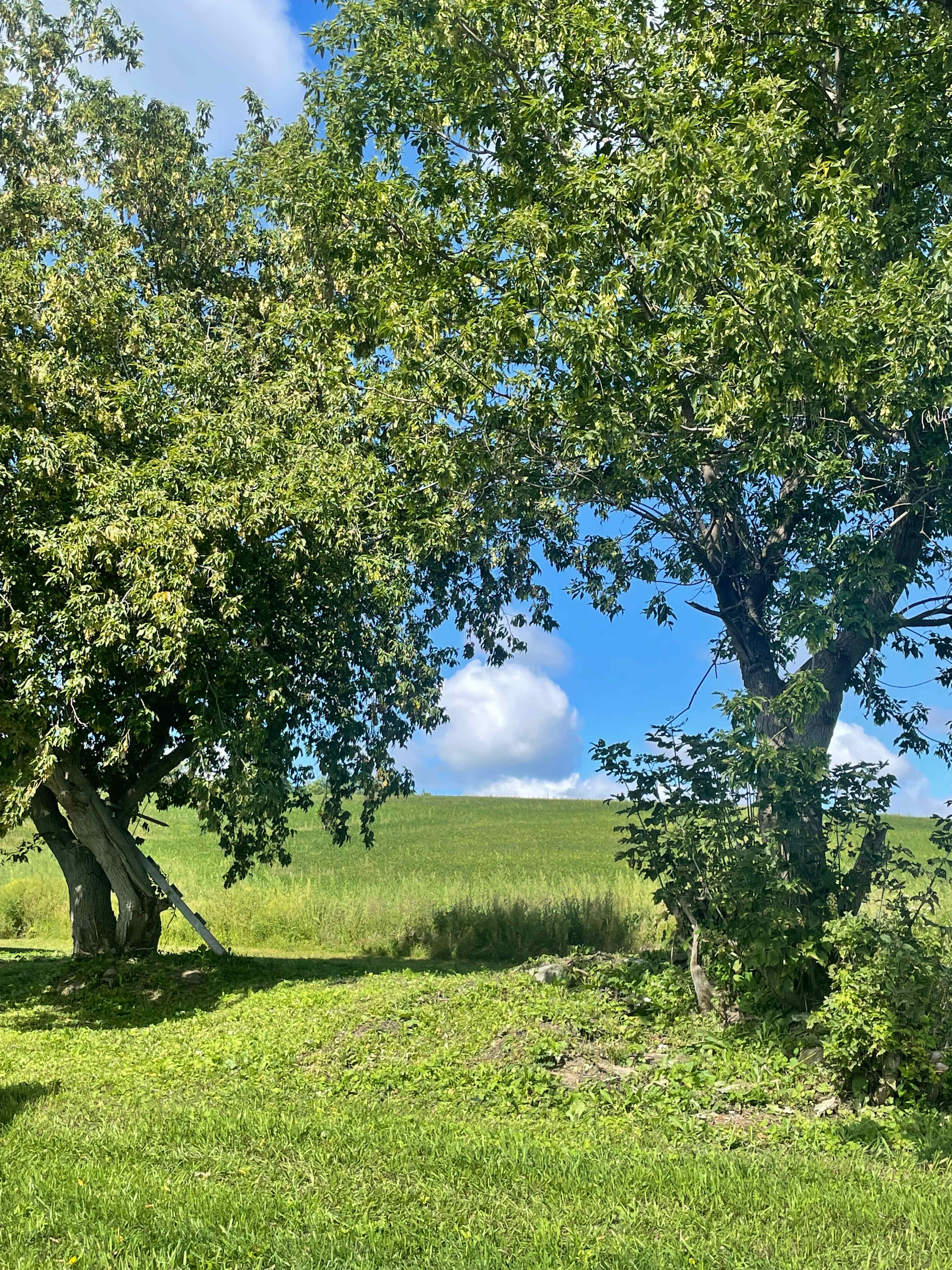 View outside of cabin