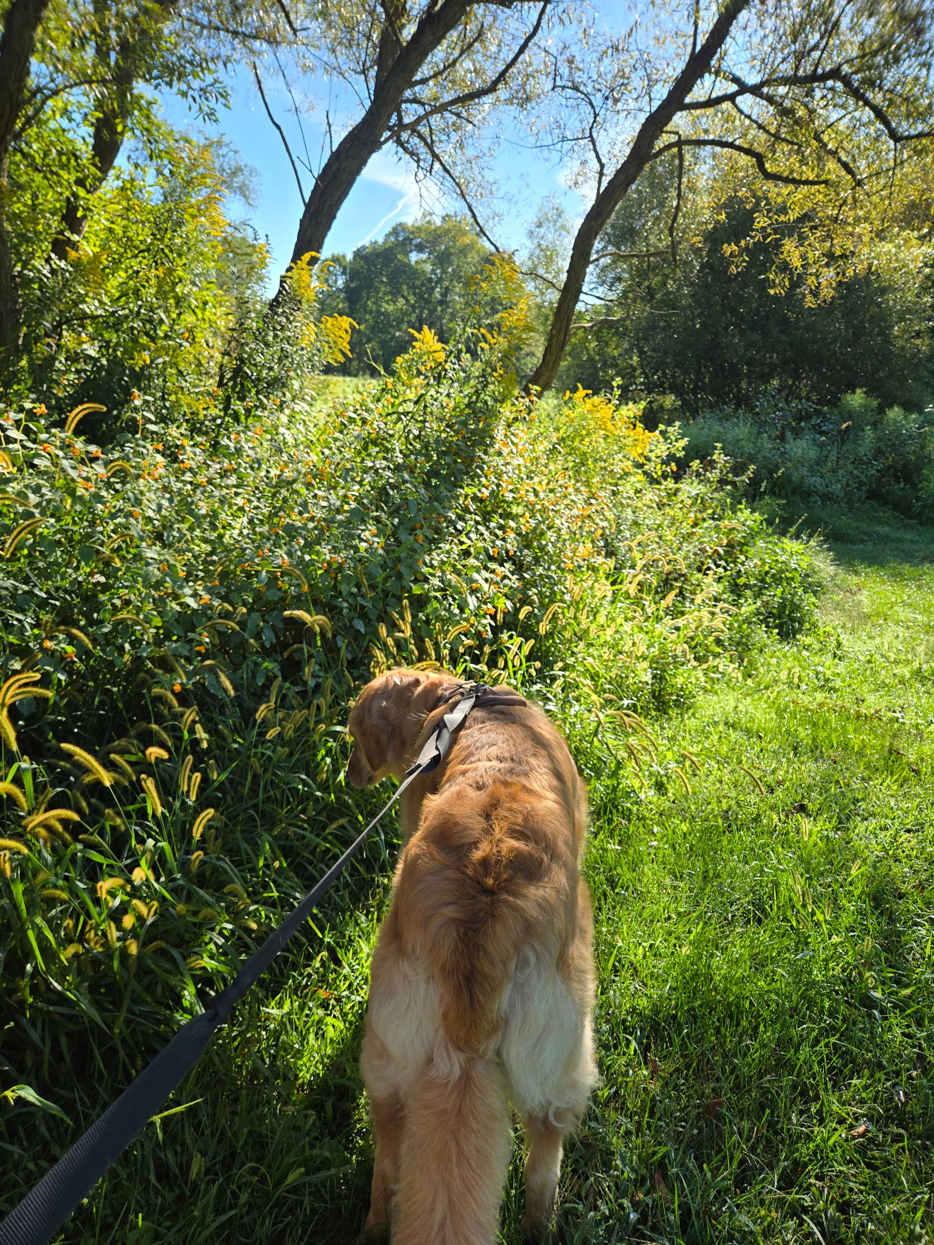 So much Goldenrod, Jewelweed, and Milkweed...the hummingbirds loved it too!