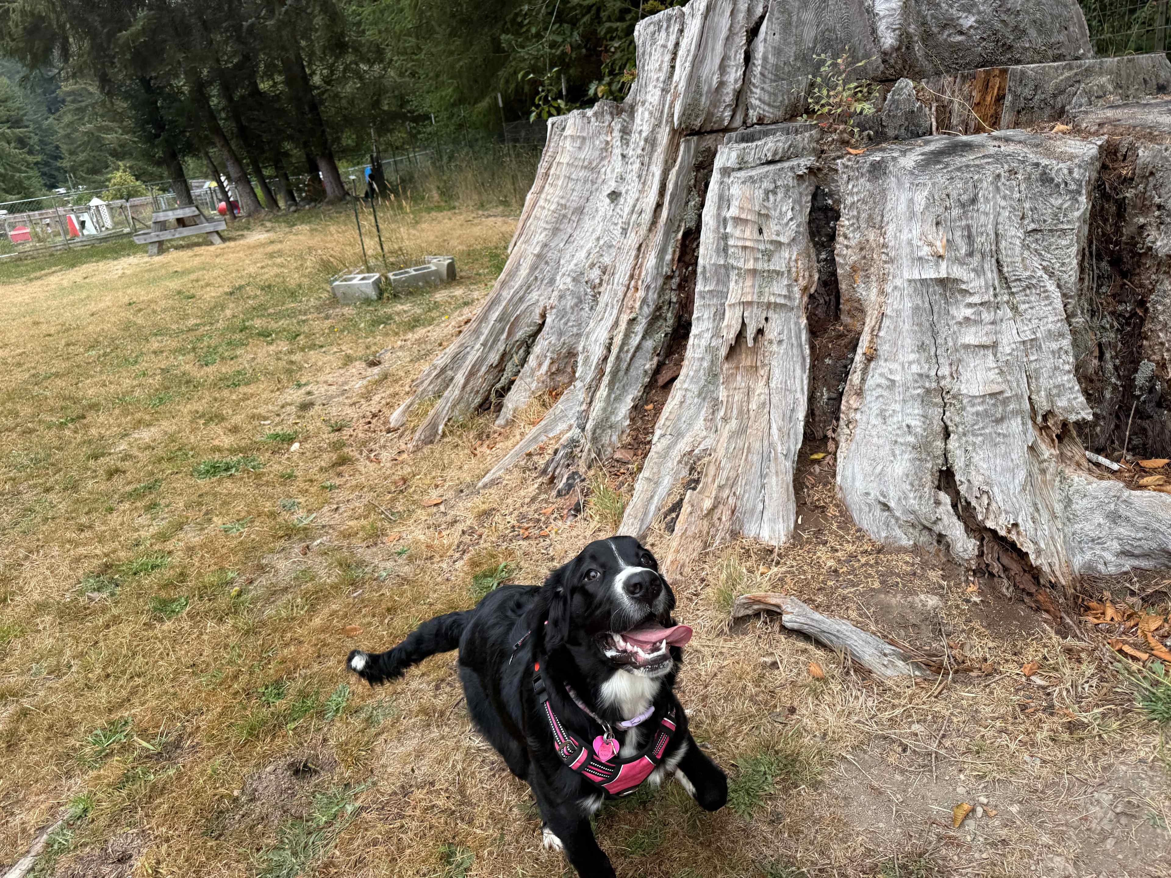 Yay for a big dog run!! 
