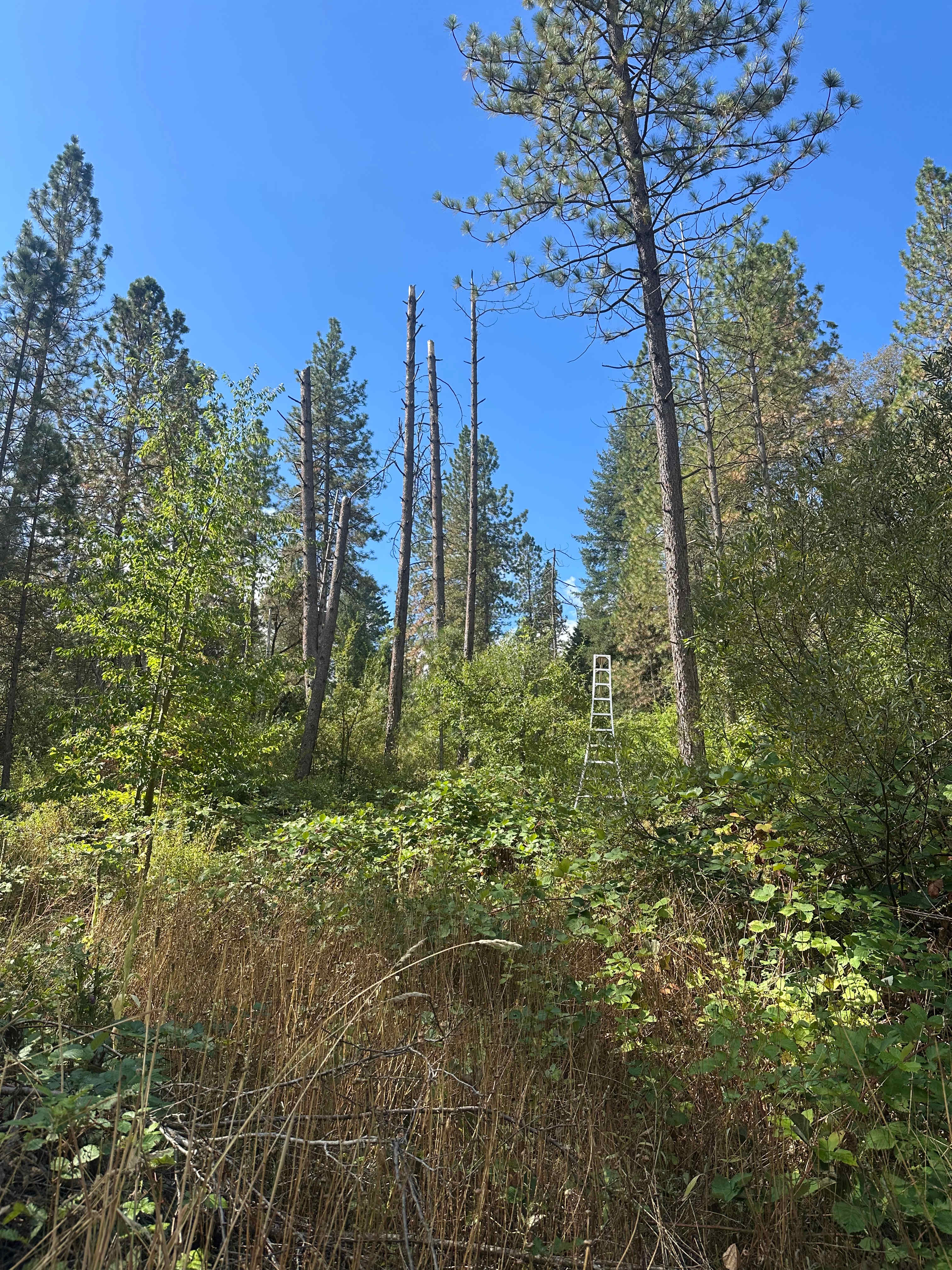 Frolic Pond Cedar Cabin
