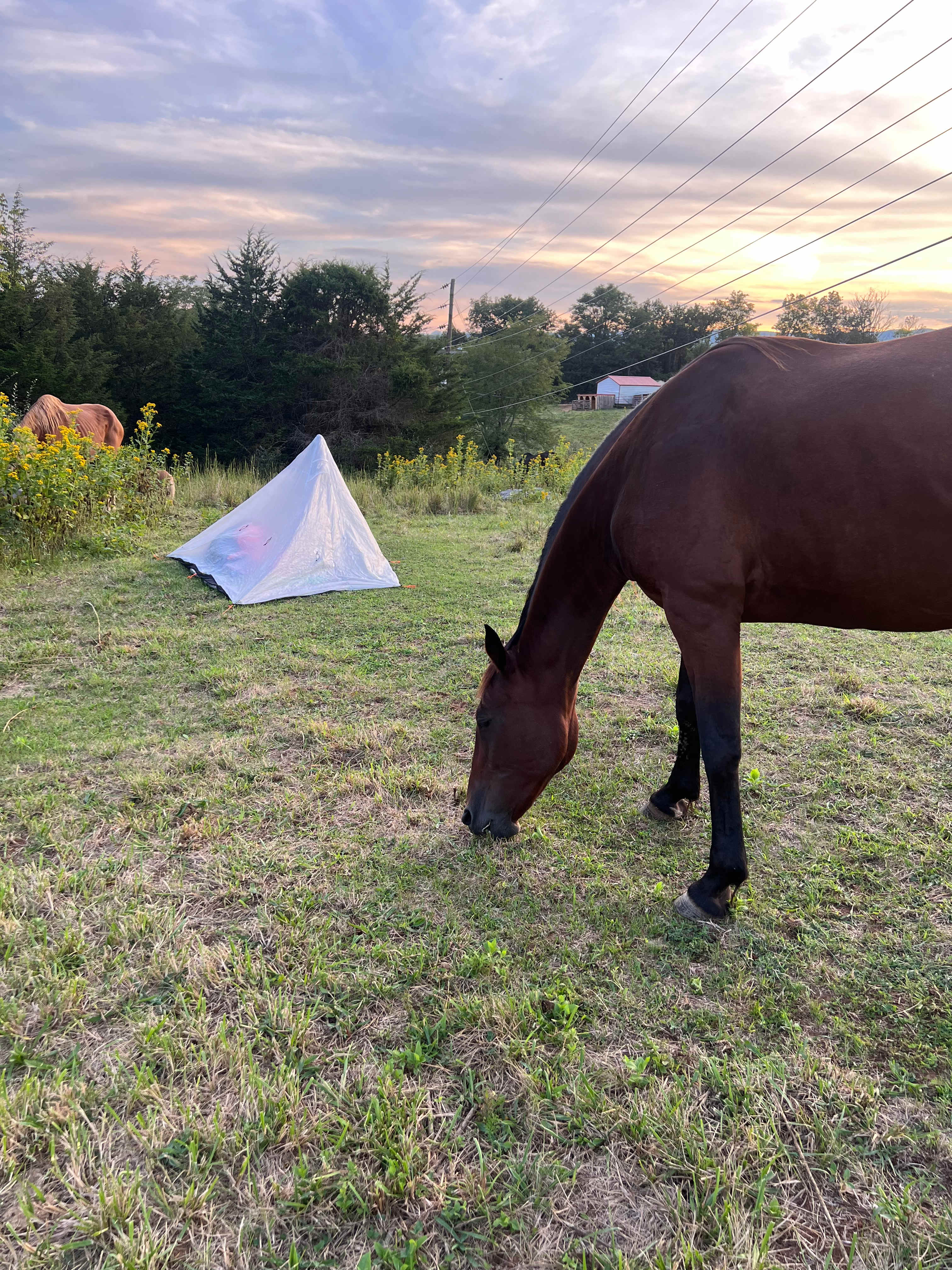 Another tent plus horse shot