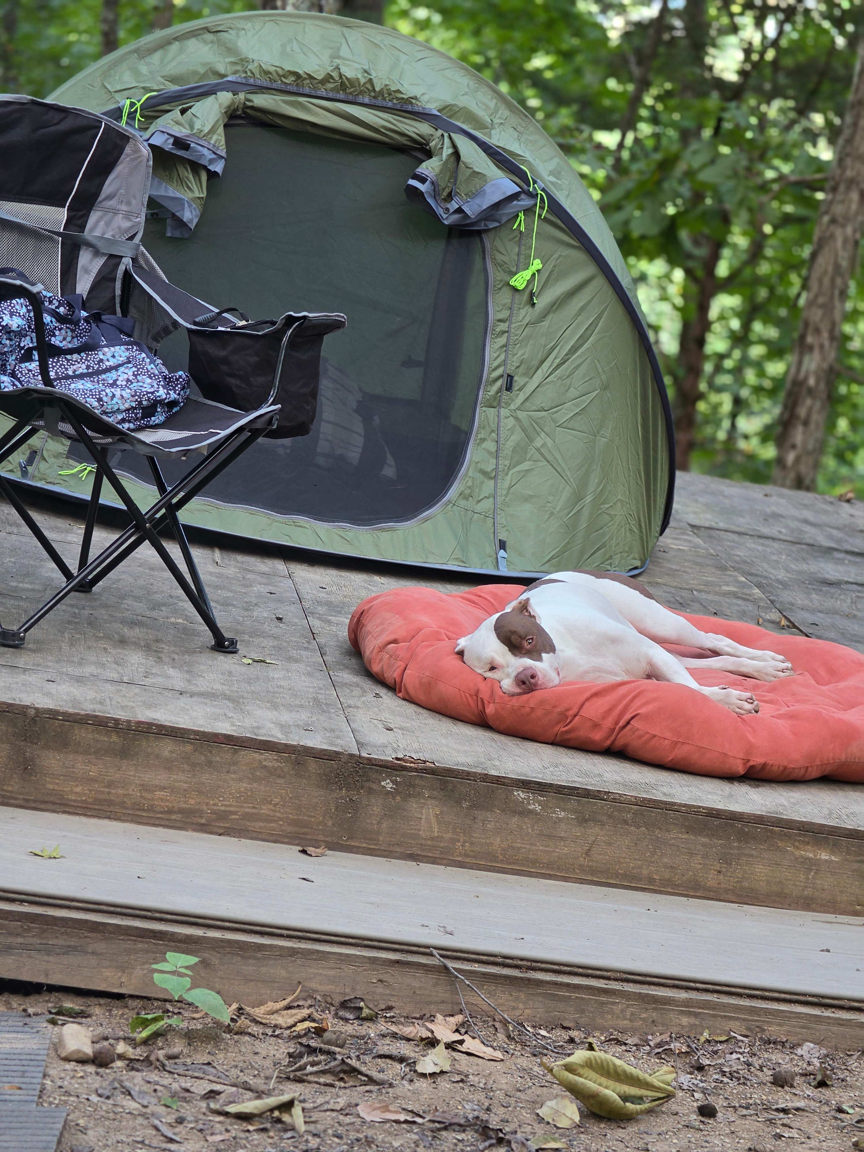 Blue Springs Mountain Top Escape