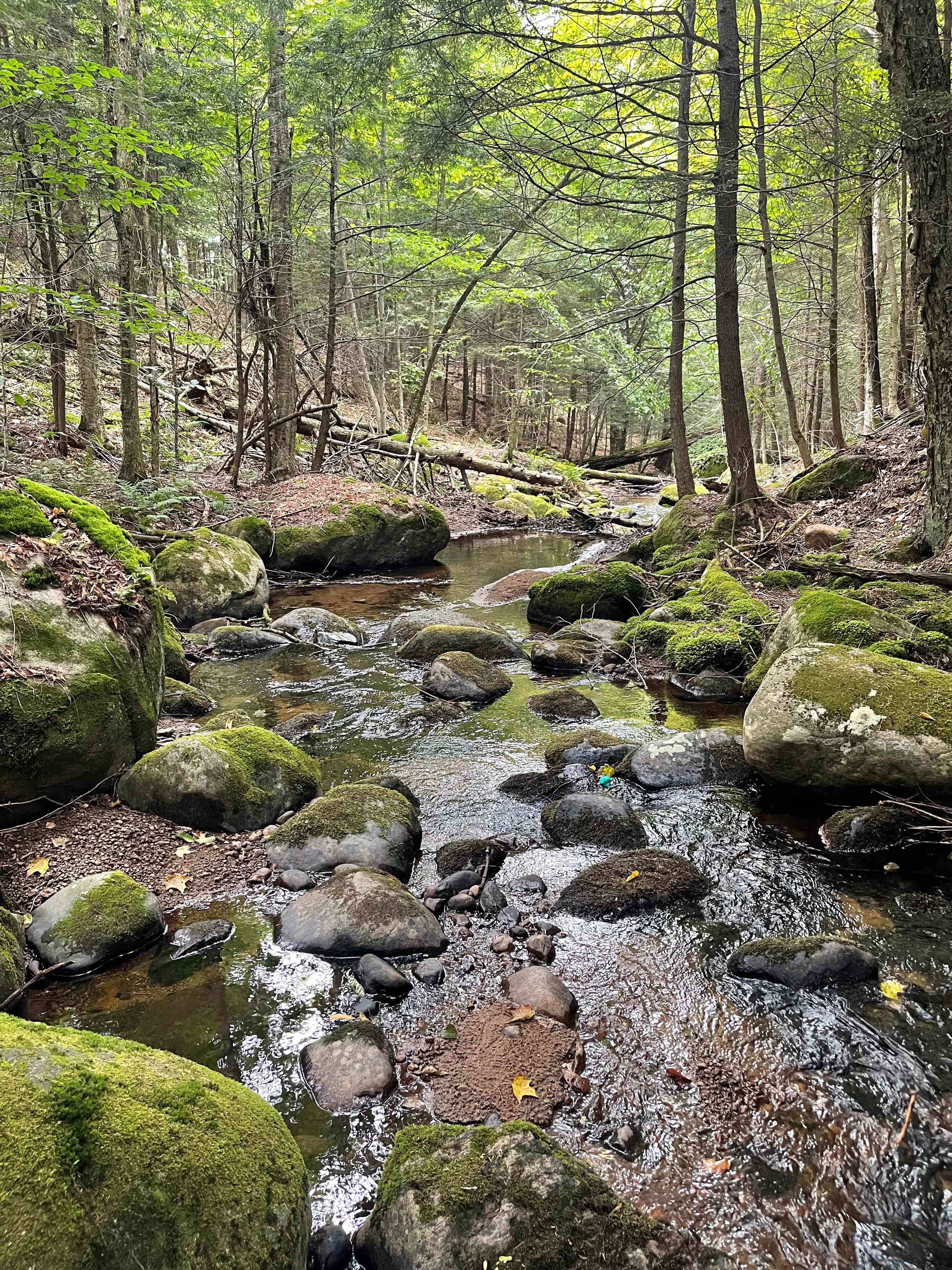Moss & Stone Creek
