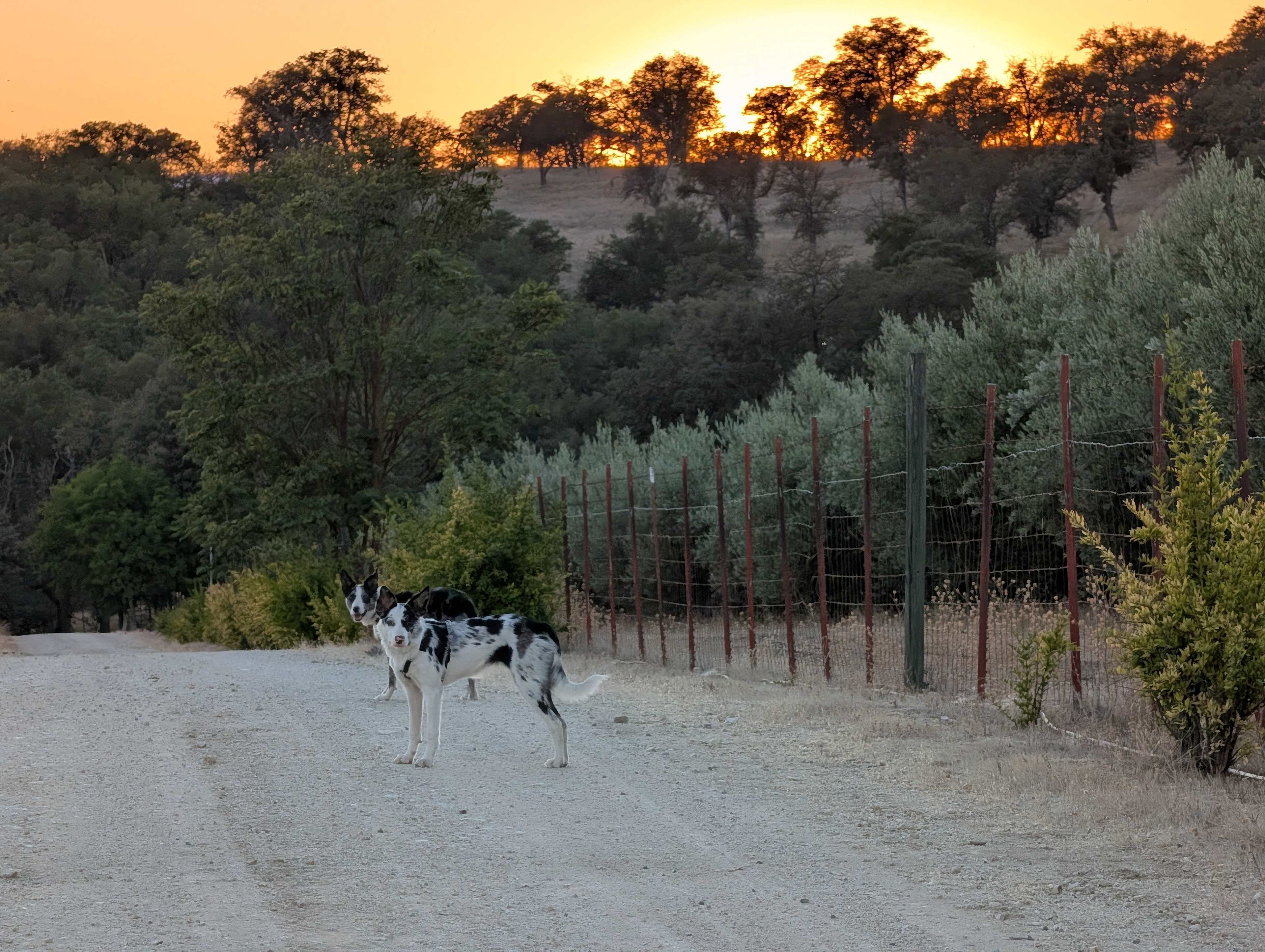 Walkies
