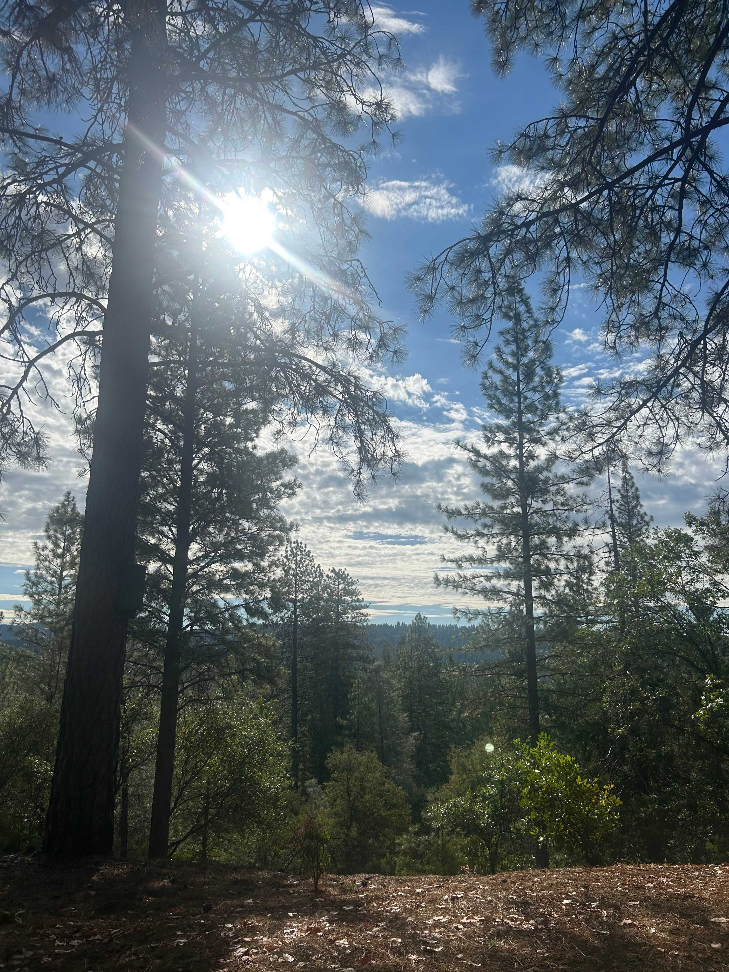 Peace in the Pines