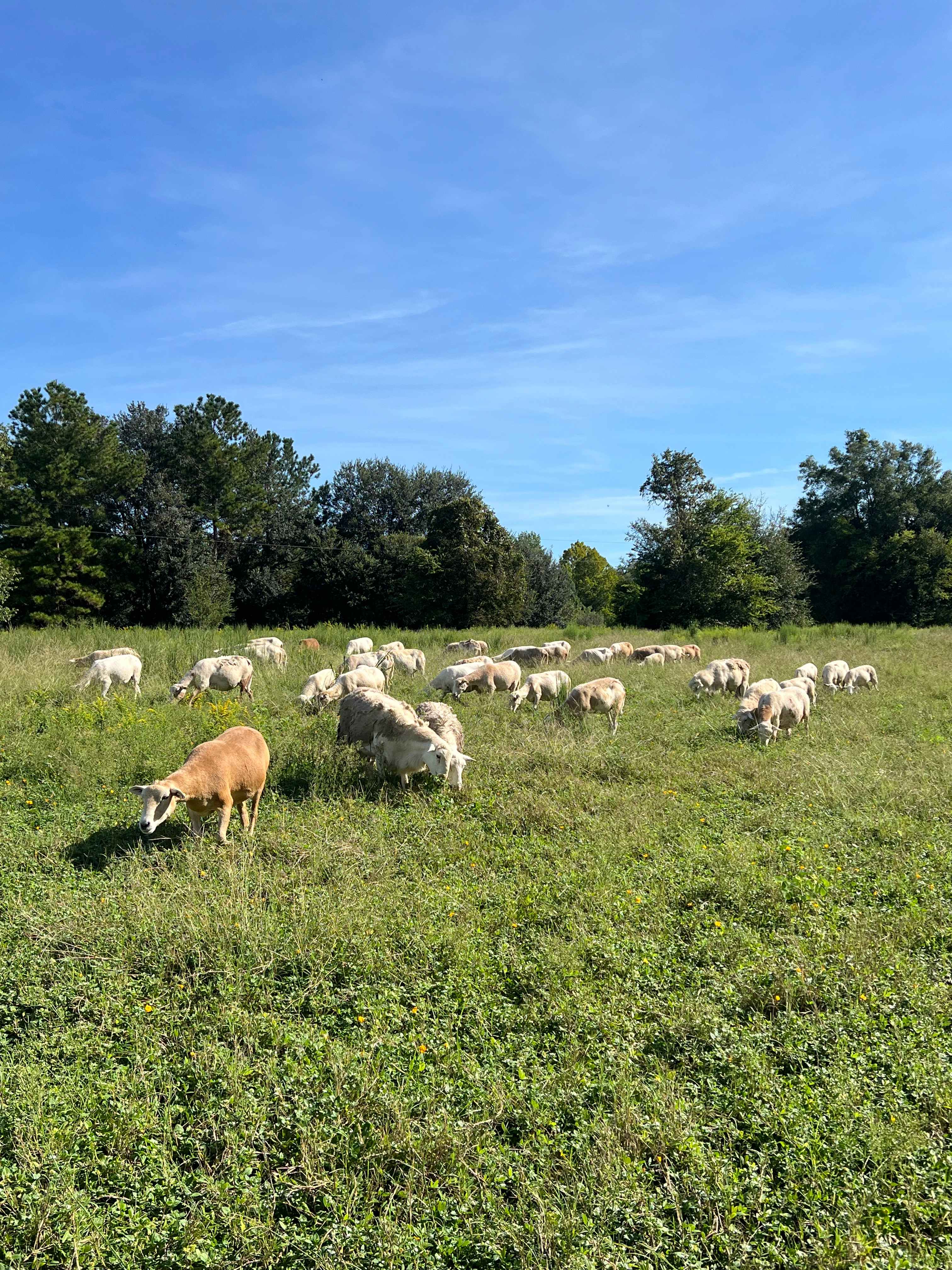 Glenn Farm
