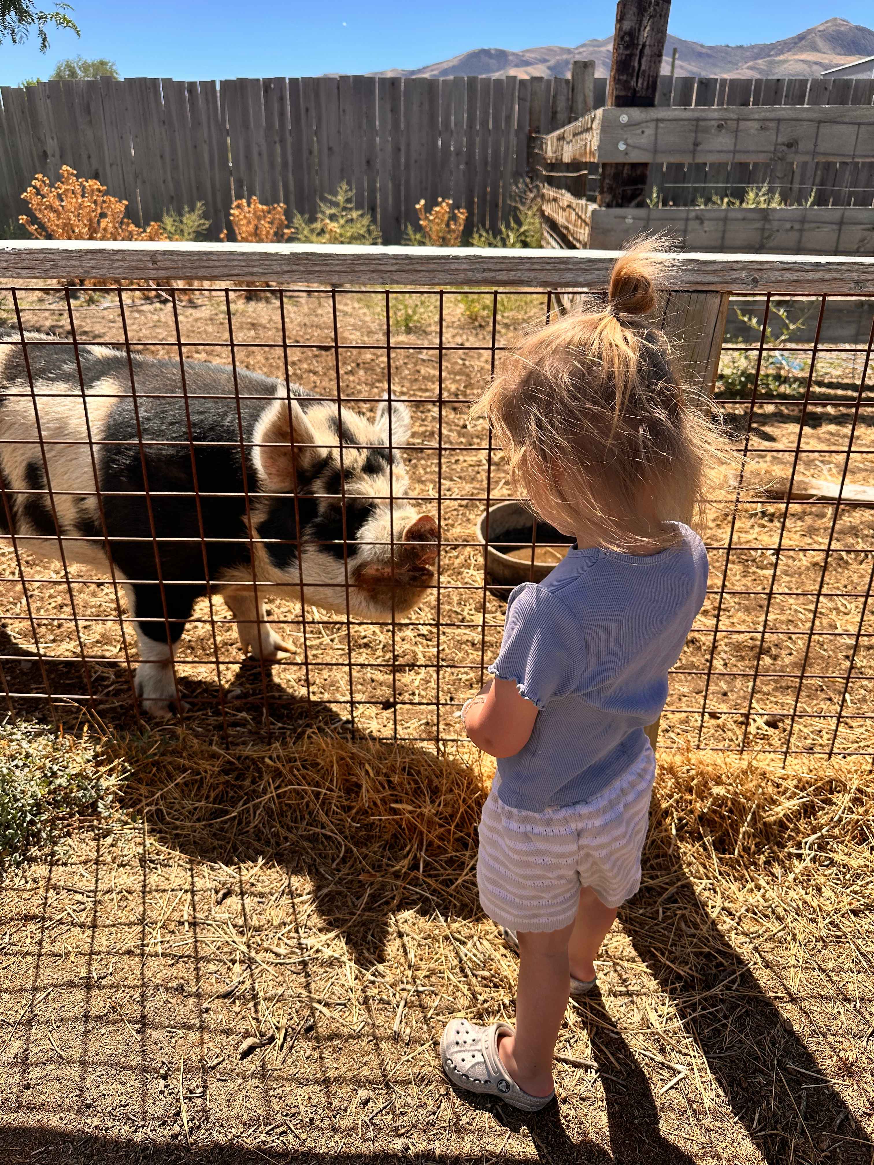 Crazy Cow Farm Adventure