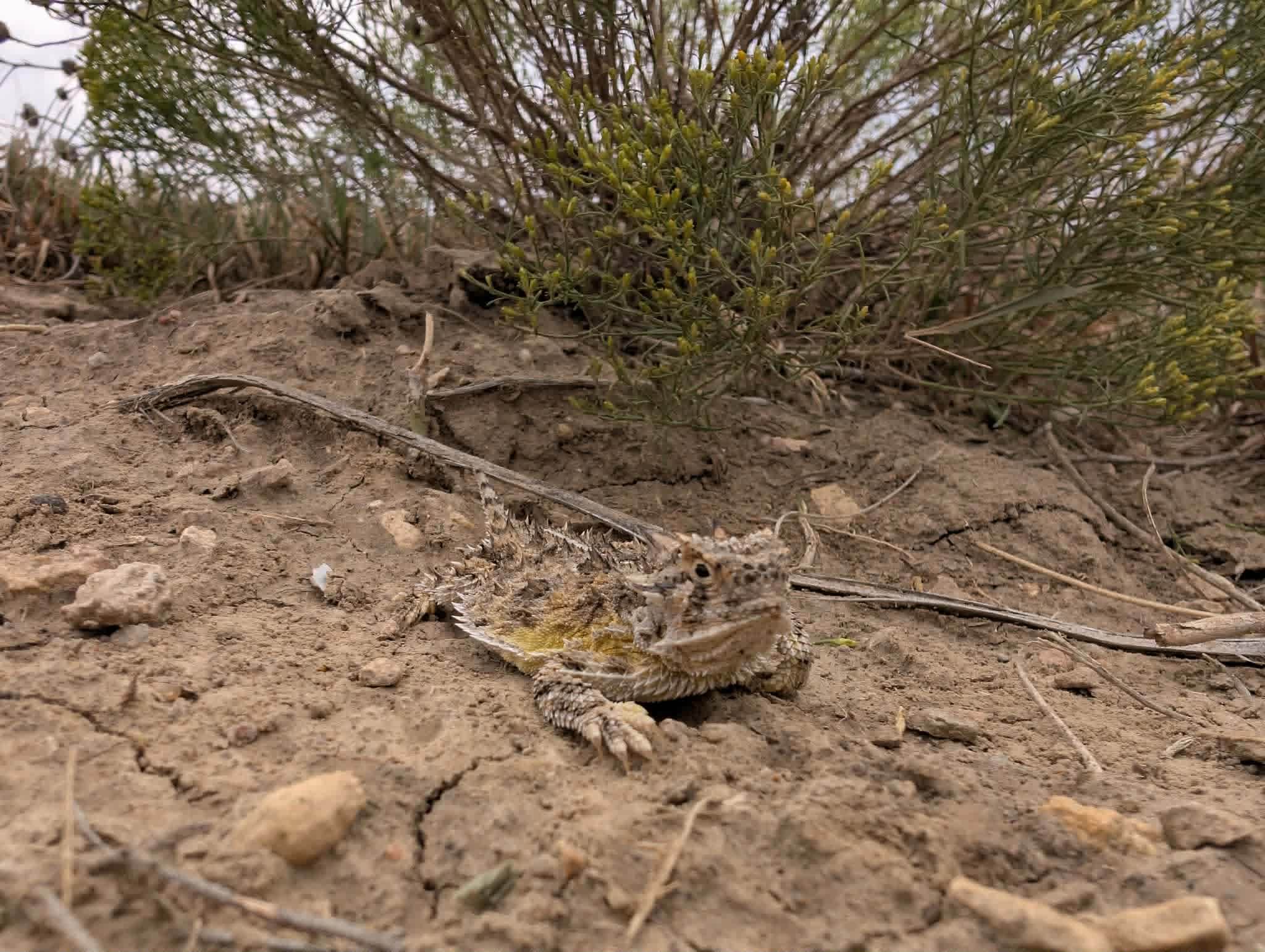 A Texas Horned Lizard we found on one of the trails across the river!