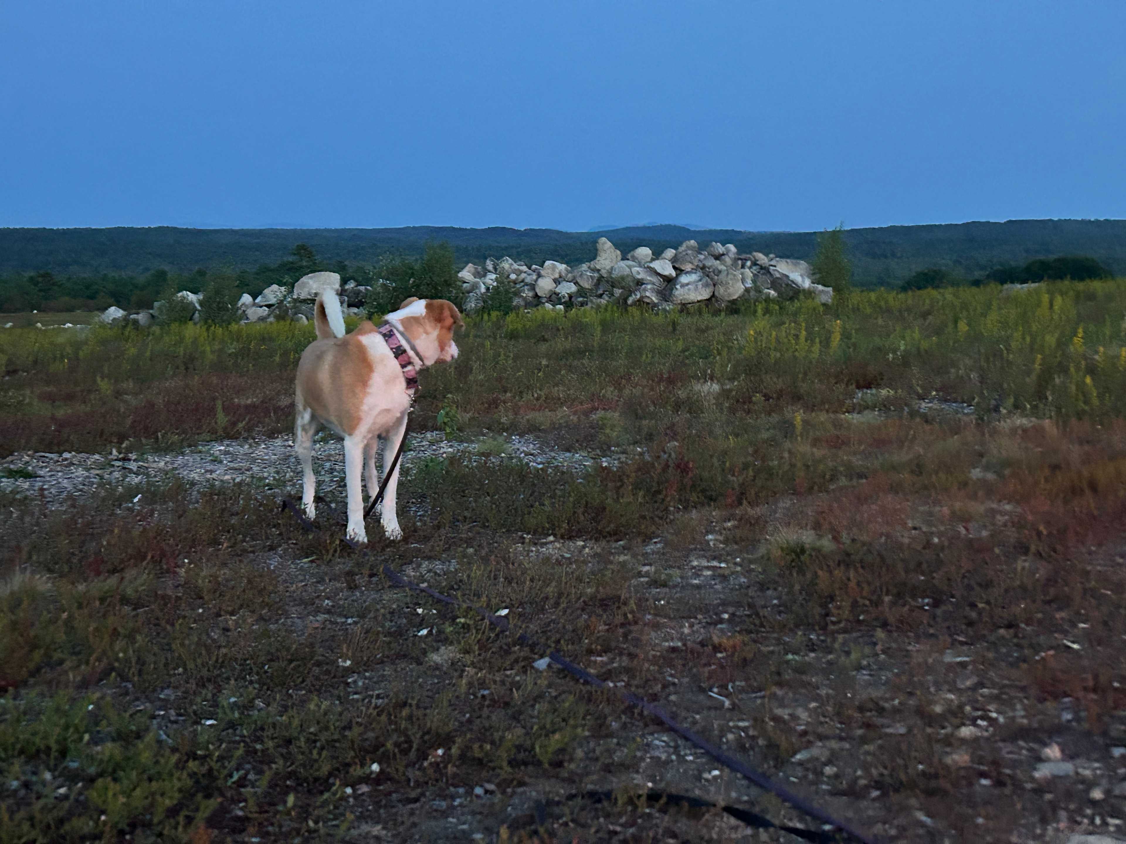 Maine Wild Blueberry Bliss