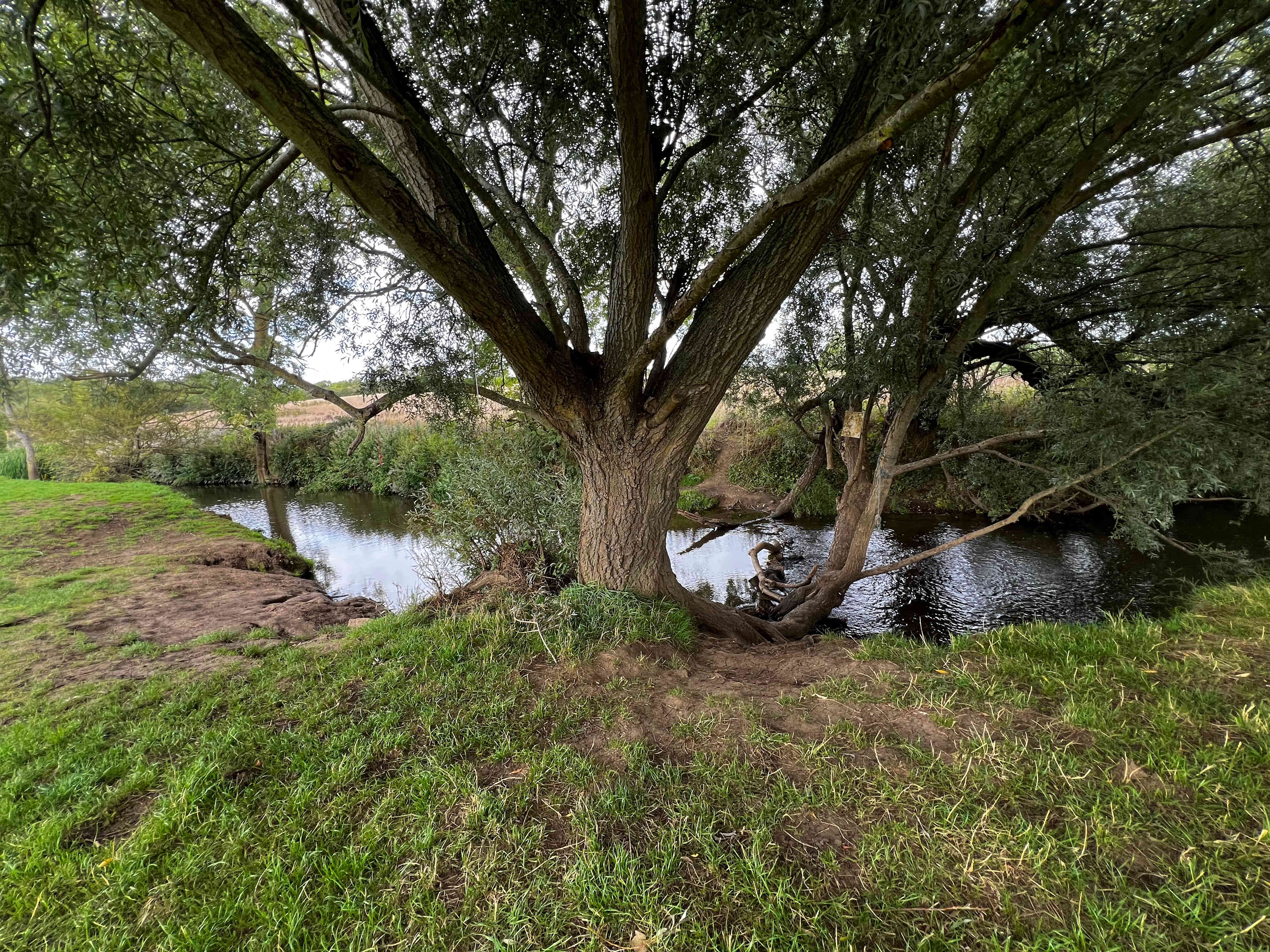 Plenty of shade from the sun by the river 