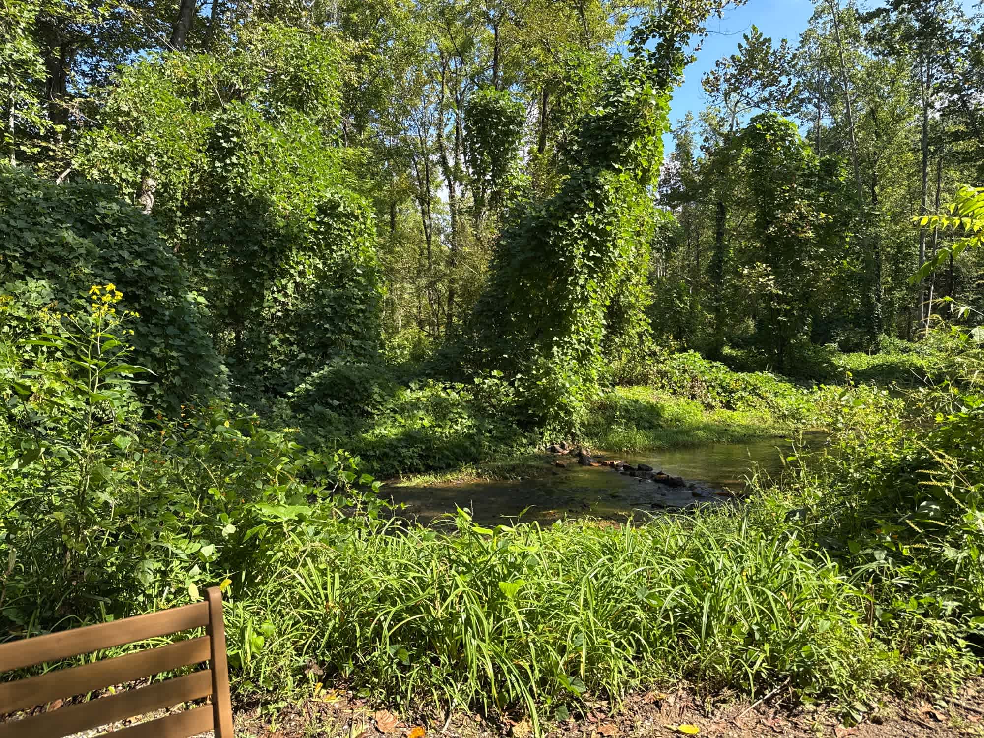 The creek