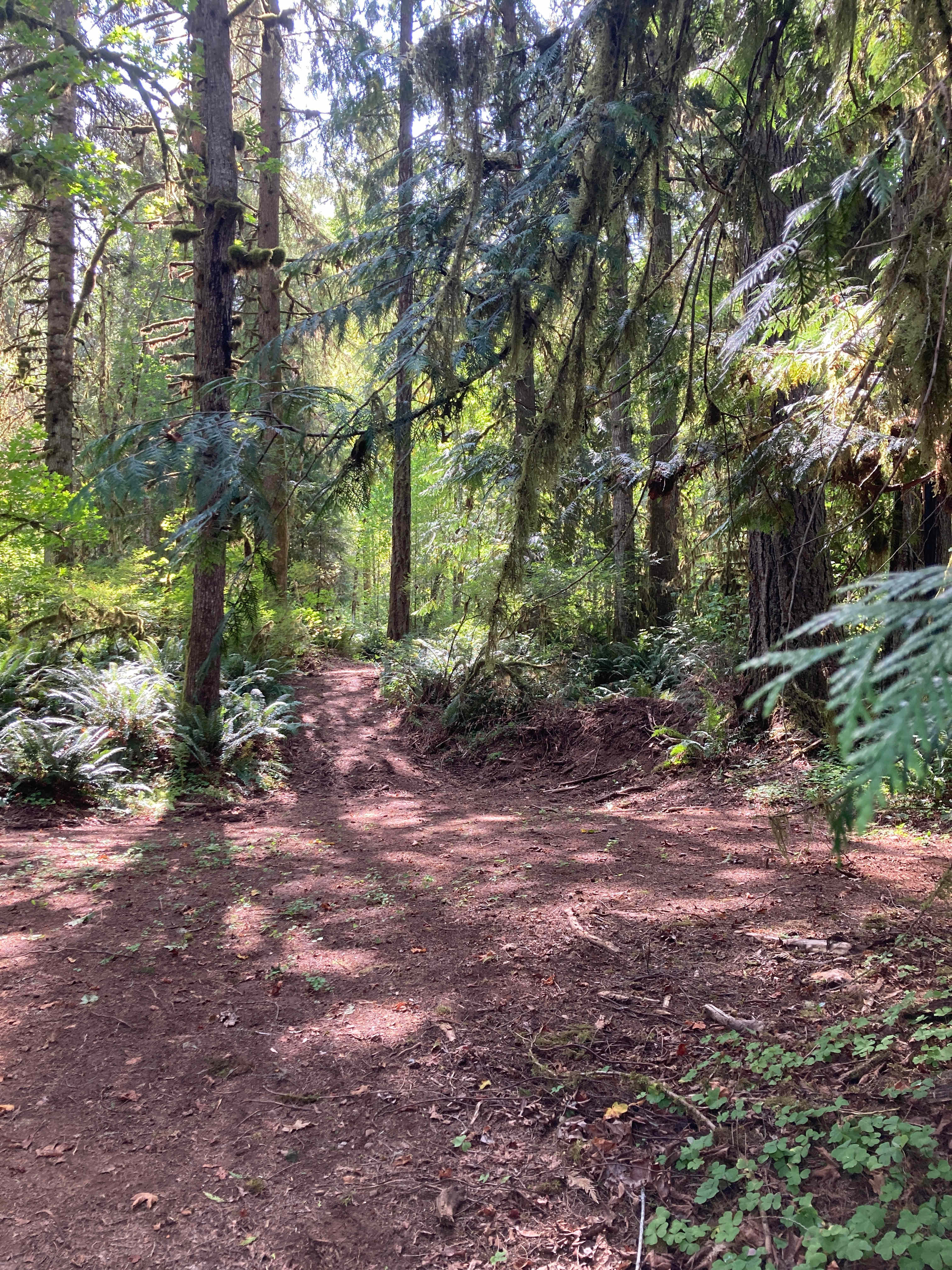 Trail among the trees