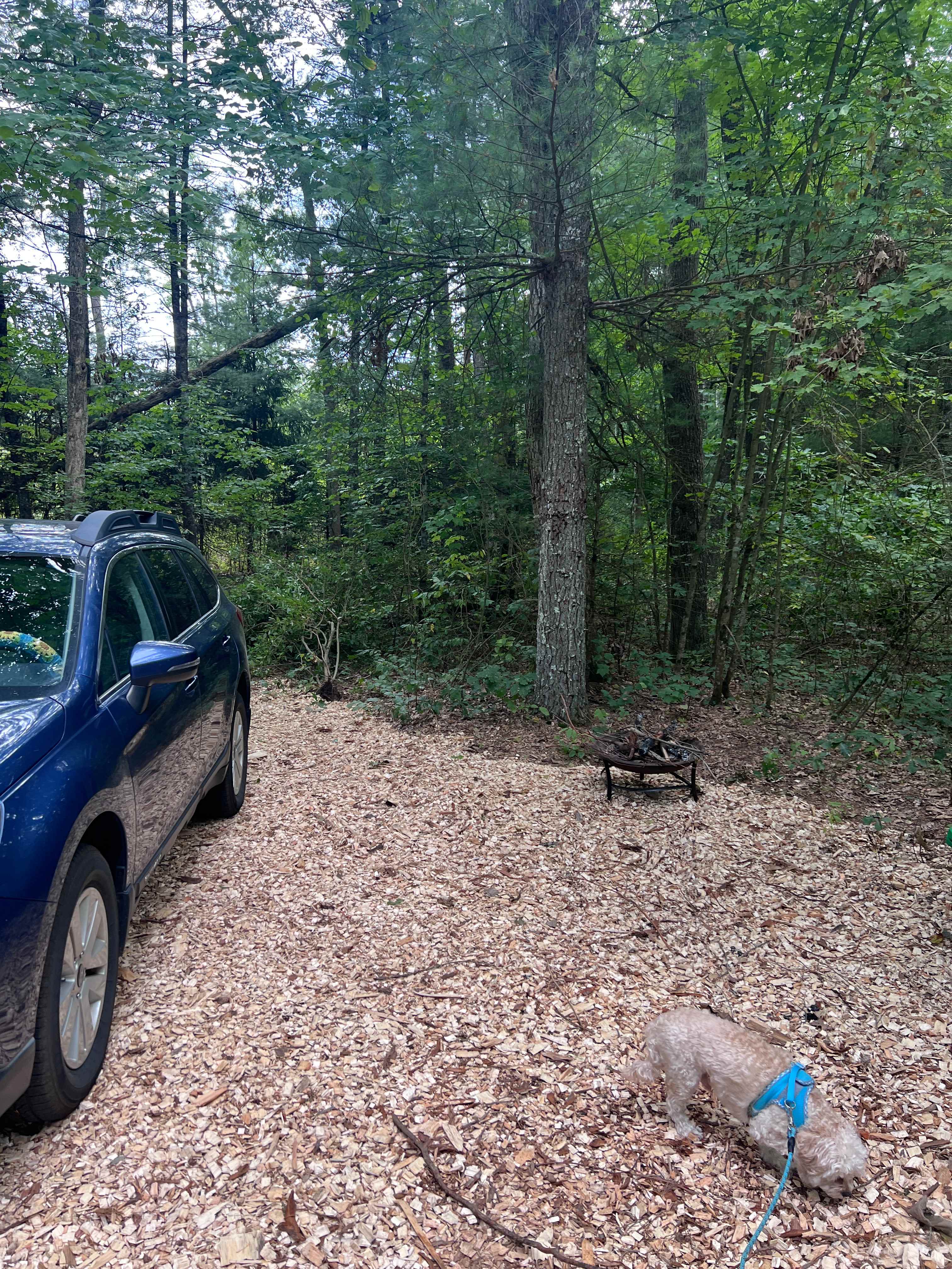 Forest Friends Camp