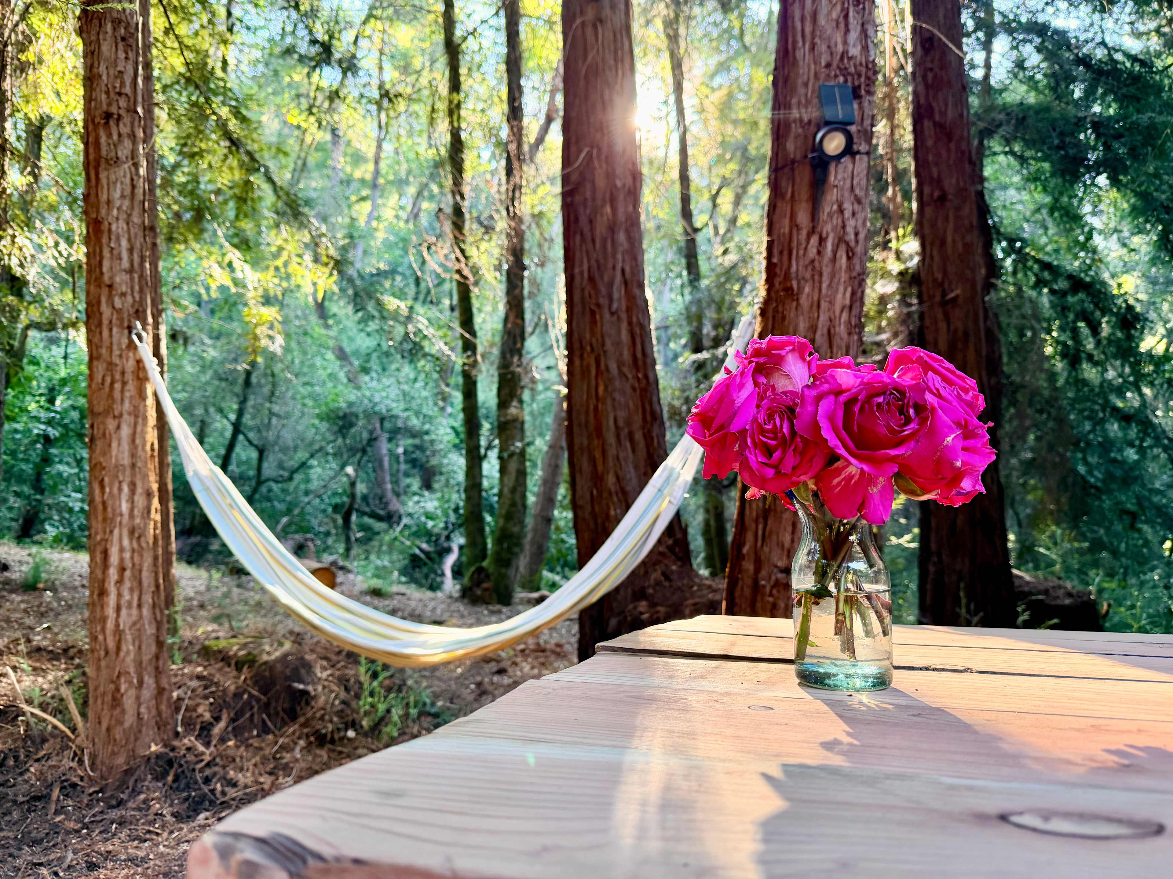 Under the Coastal Redwoods