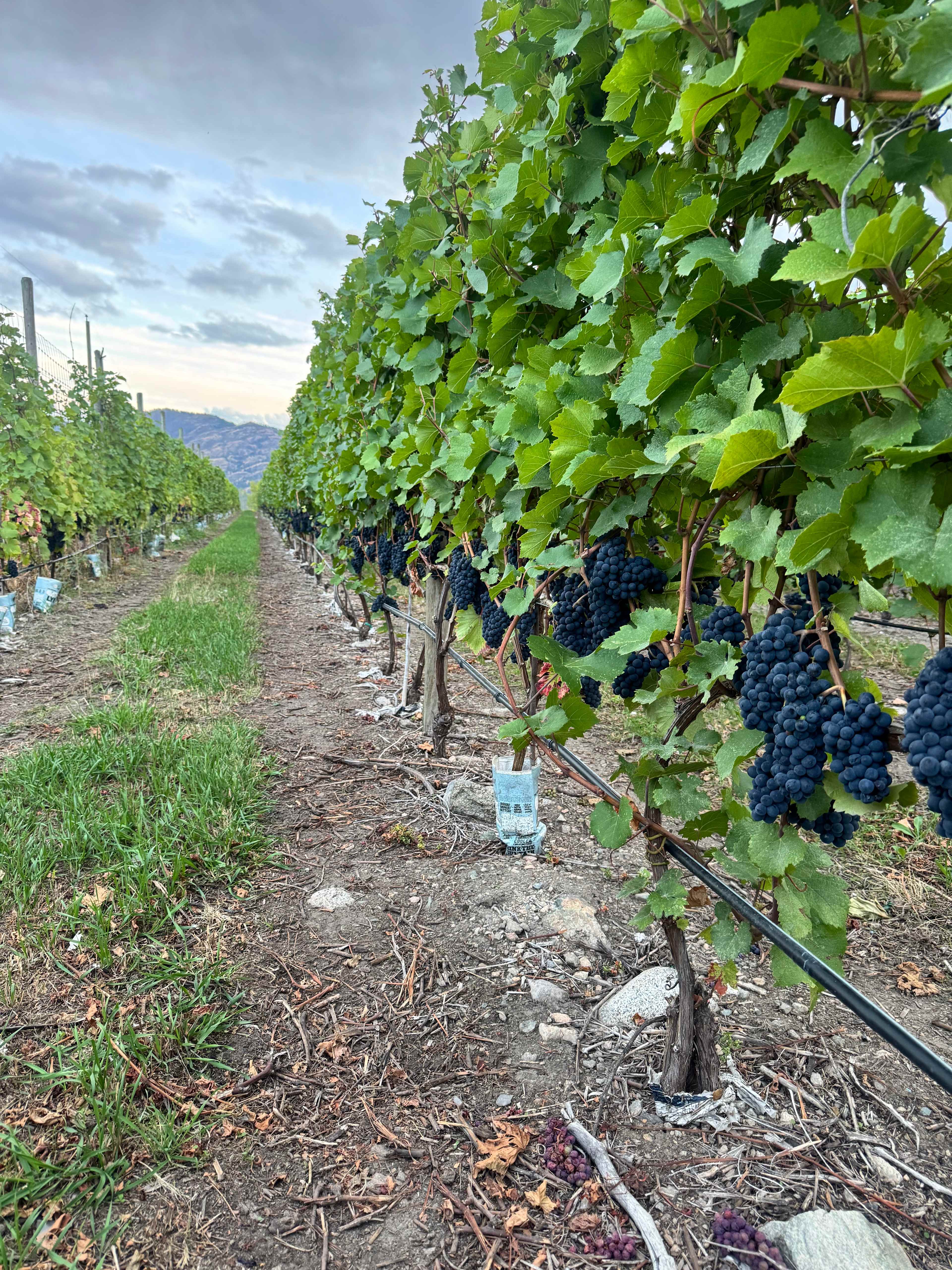 Grapes in season