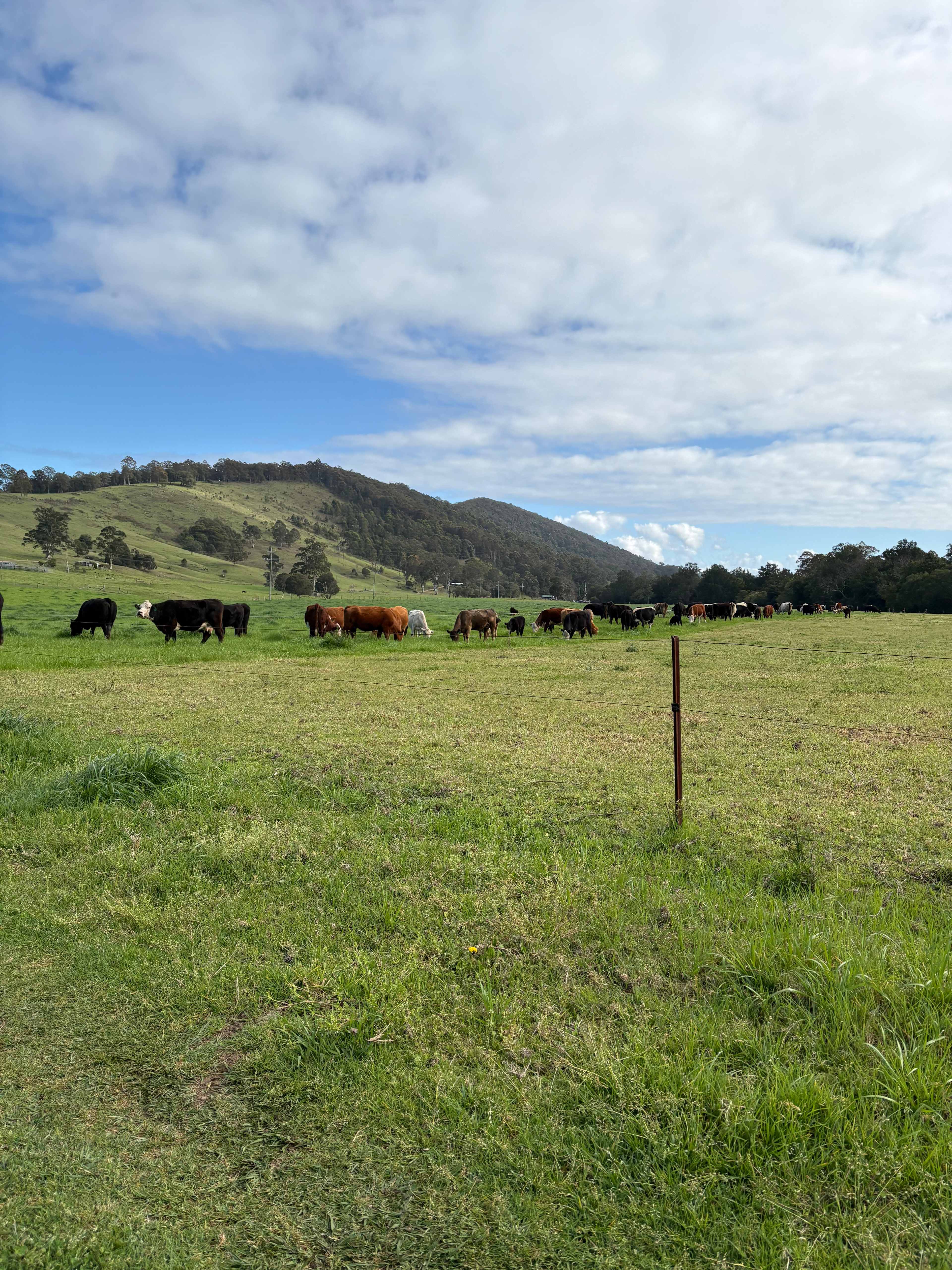 Willowbank
