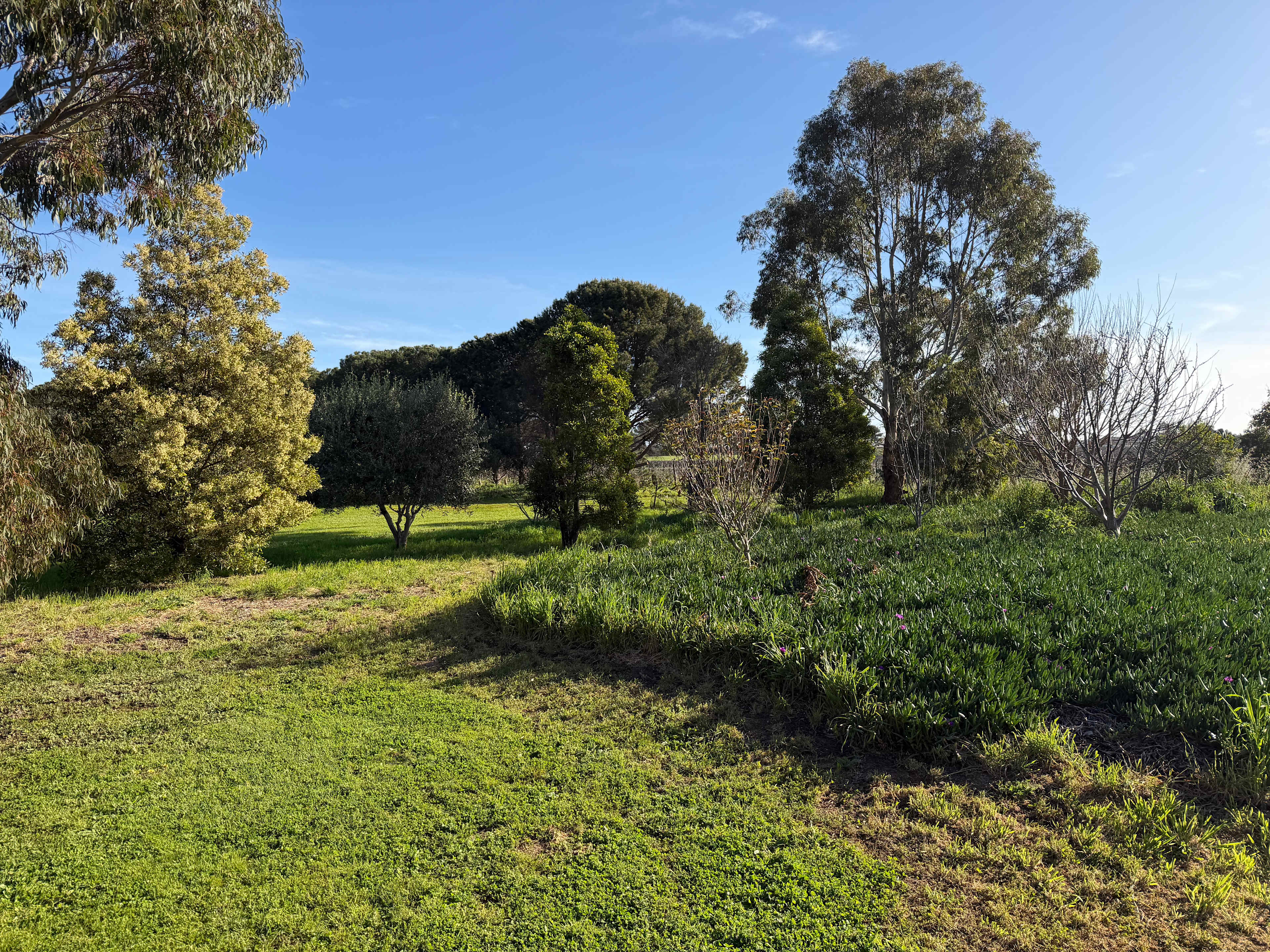 Six Strings - McLaren Vale Vineyard