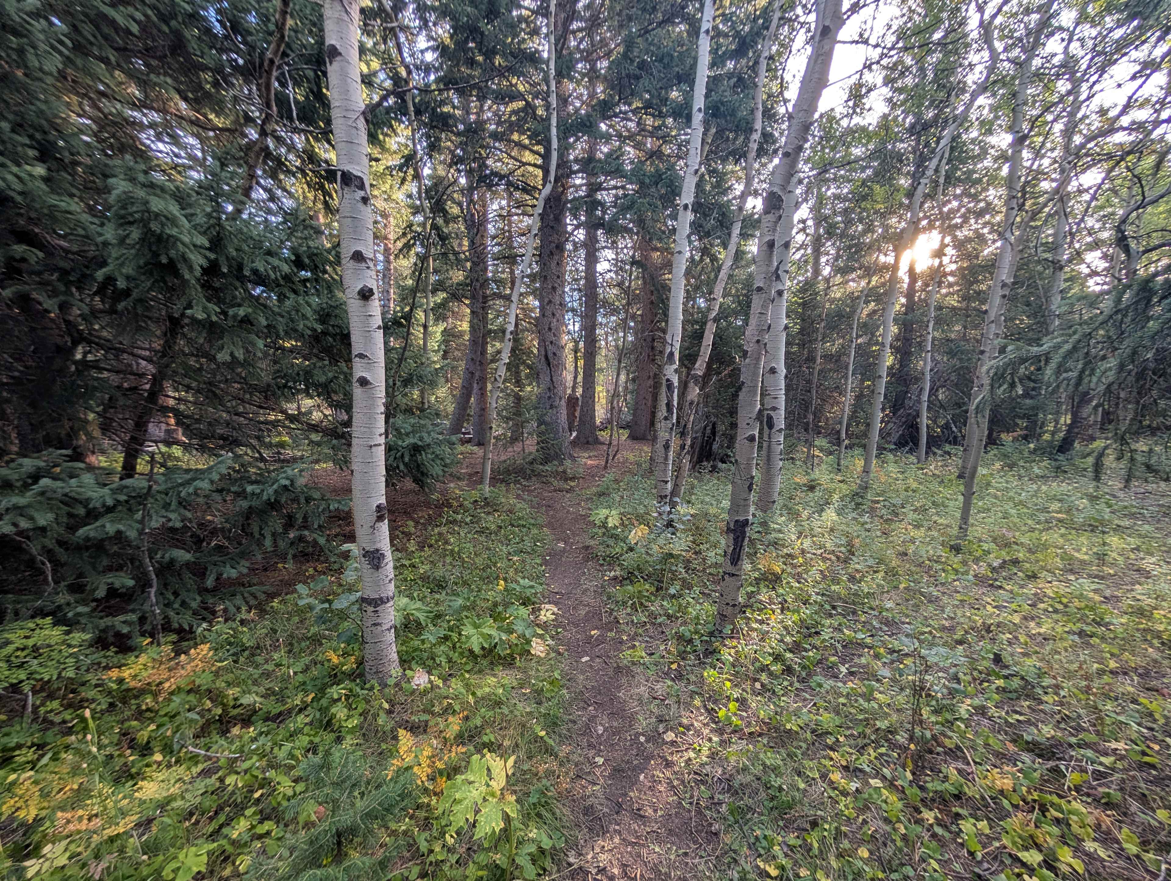 Walk from parking to fire ring