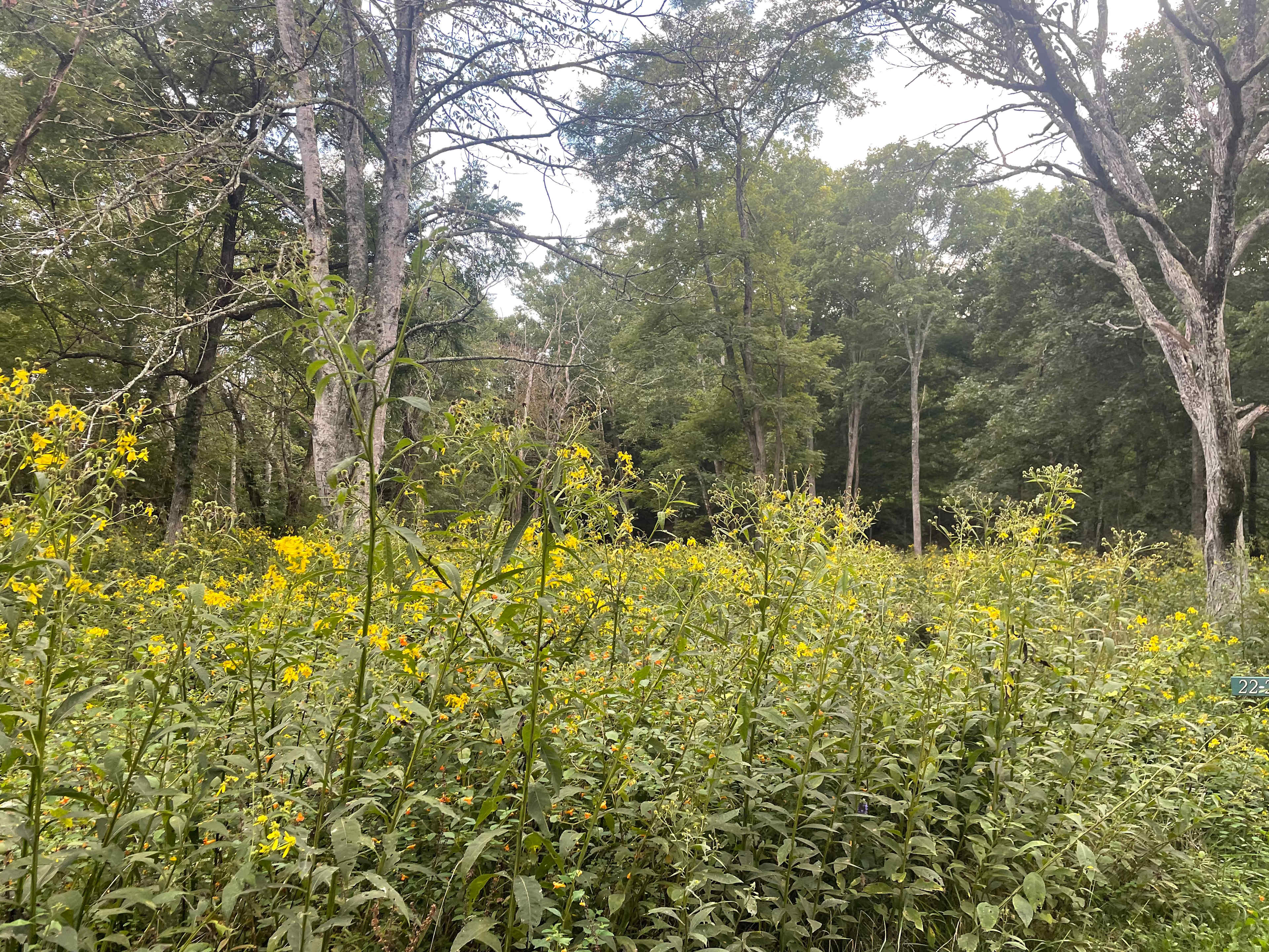 River Trail Hollow