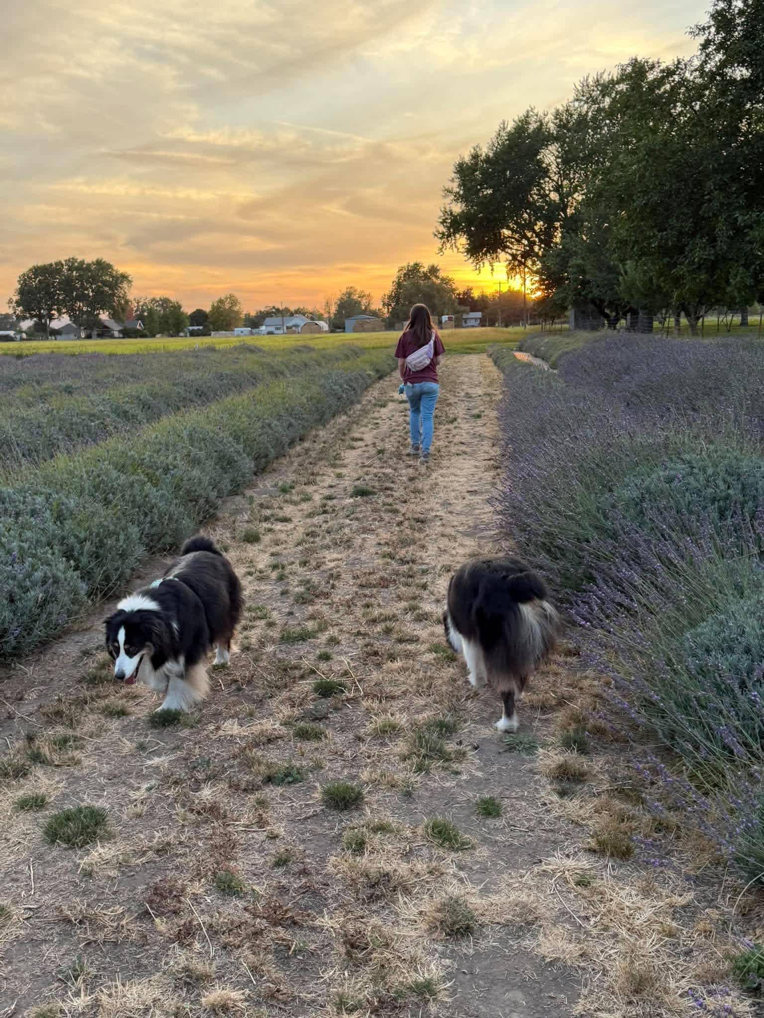 Sunset in the lavender fields