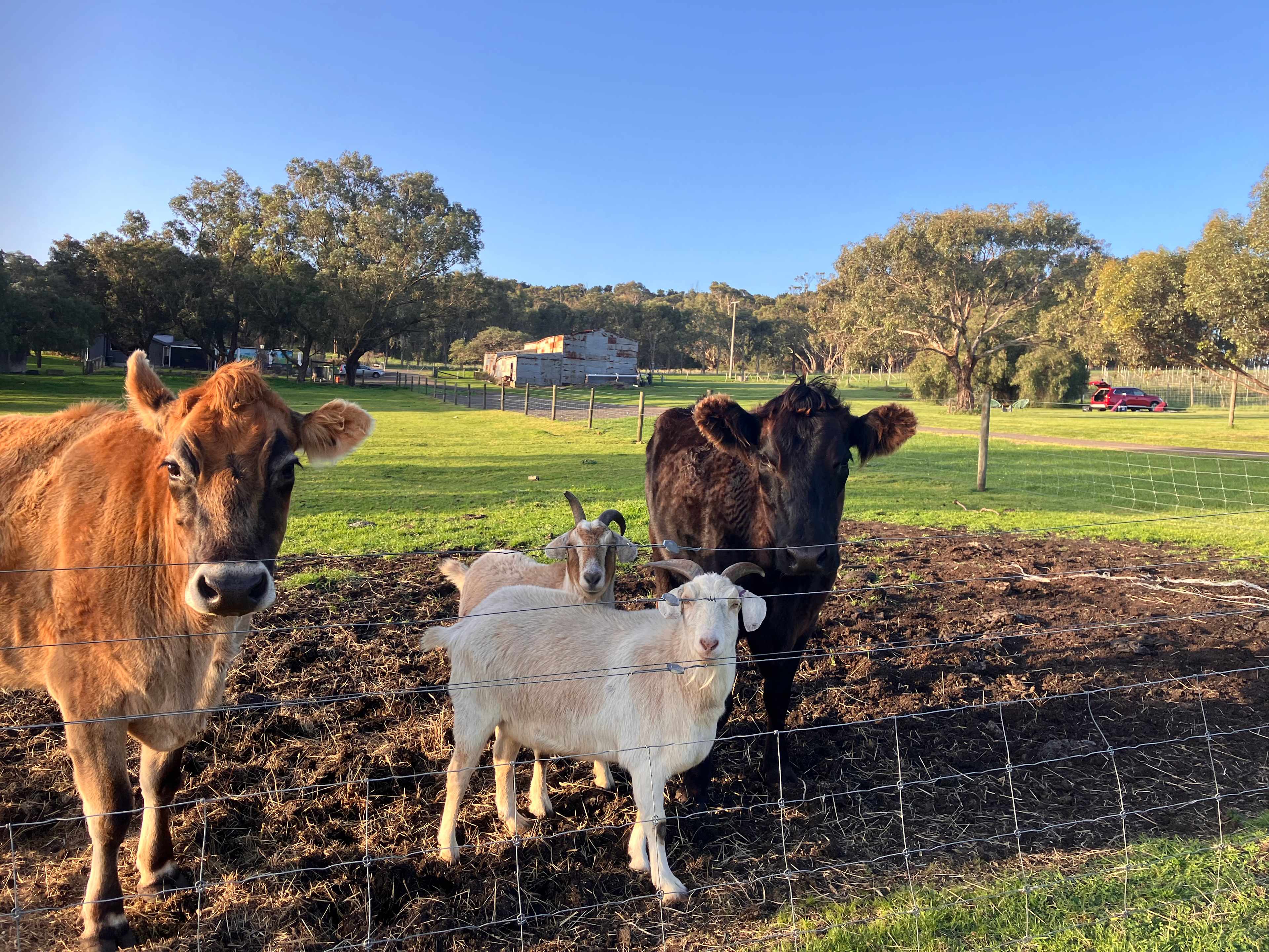 Hounds of the Vine