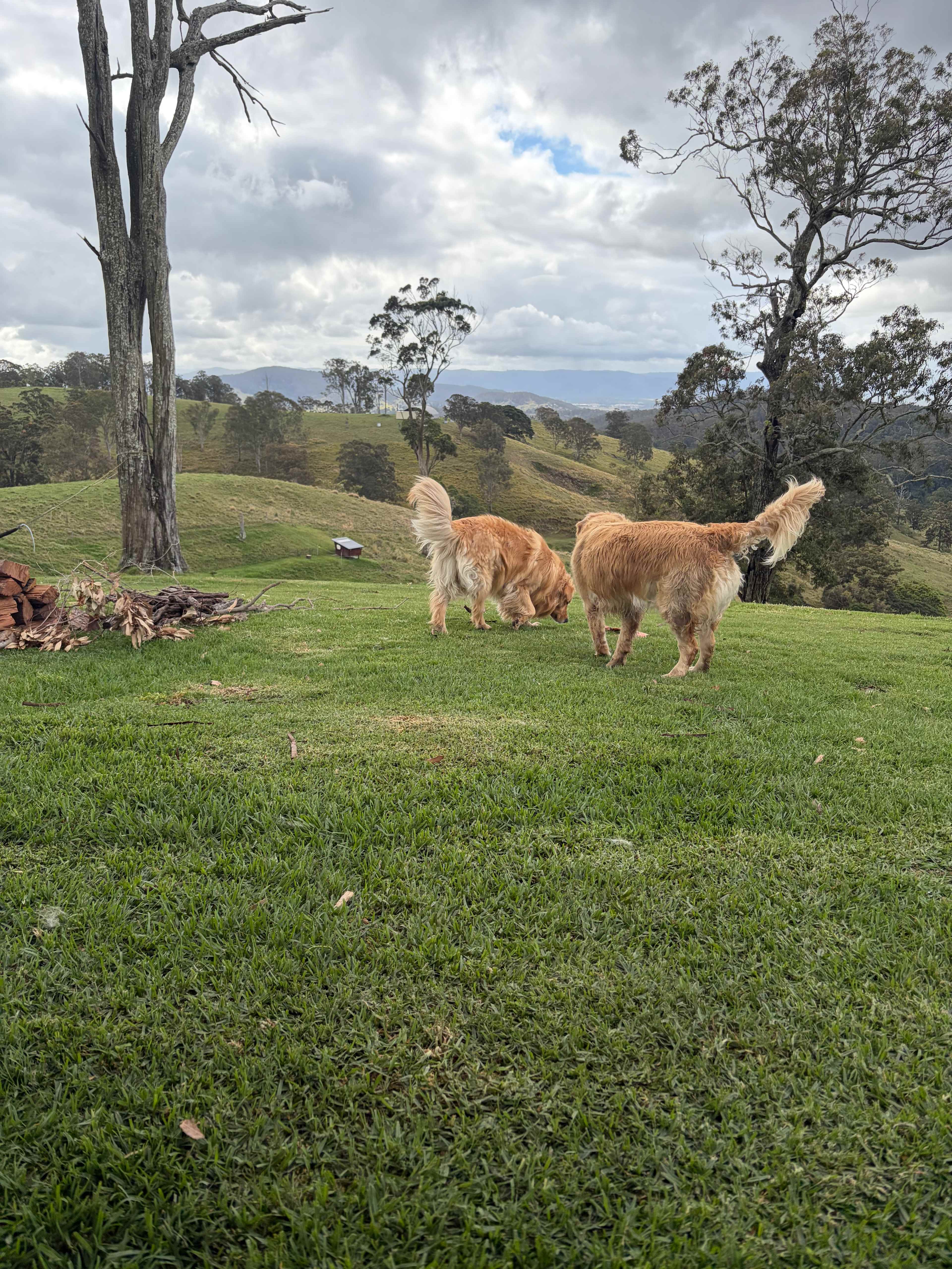 Coorie Vale