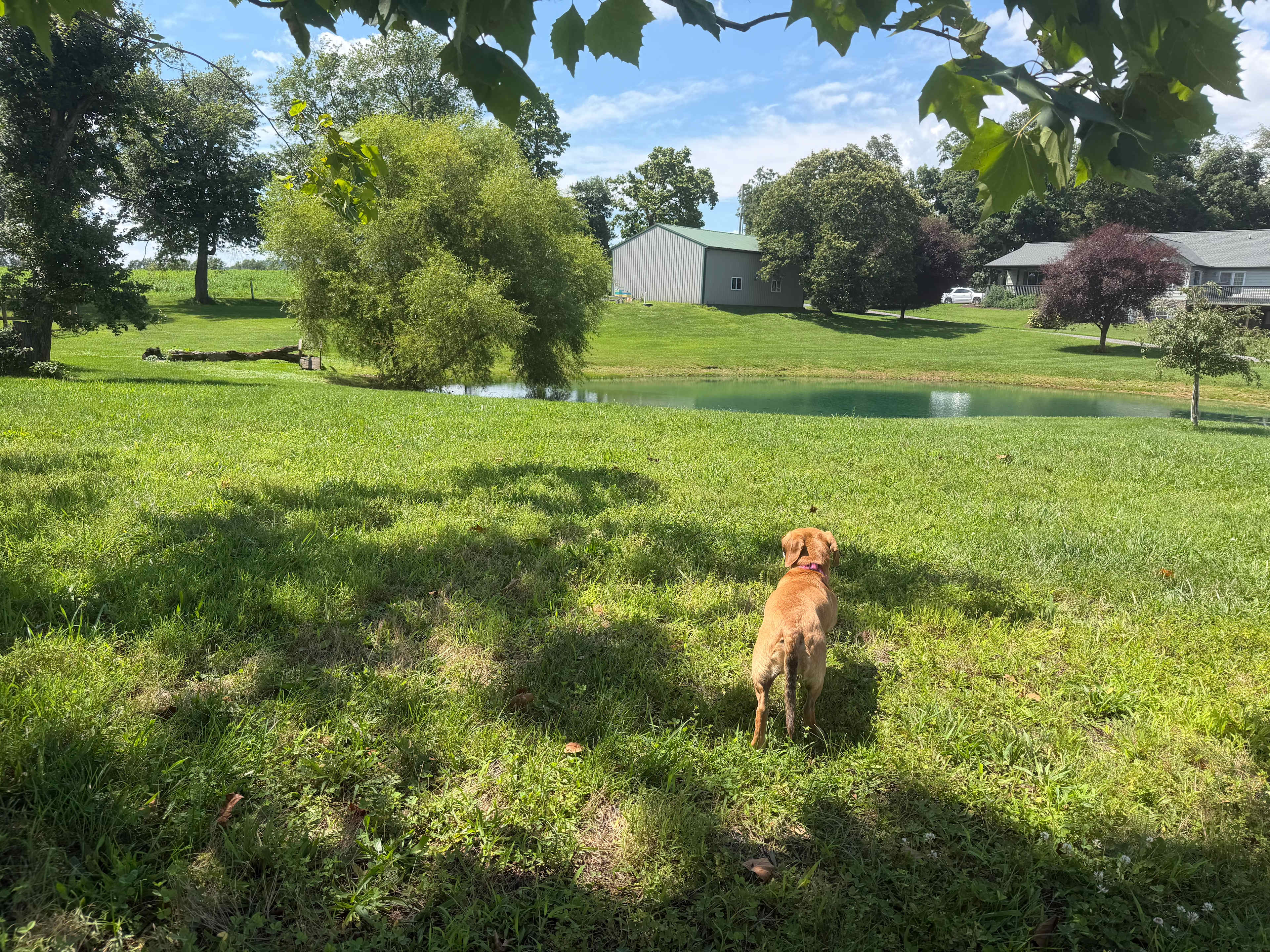 My chiweenie staring at the pond  This is by the barn site. The peaceful and quiet. 