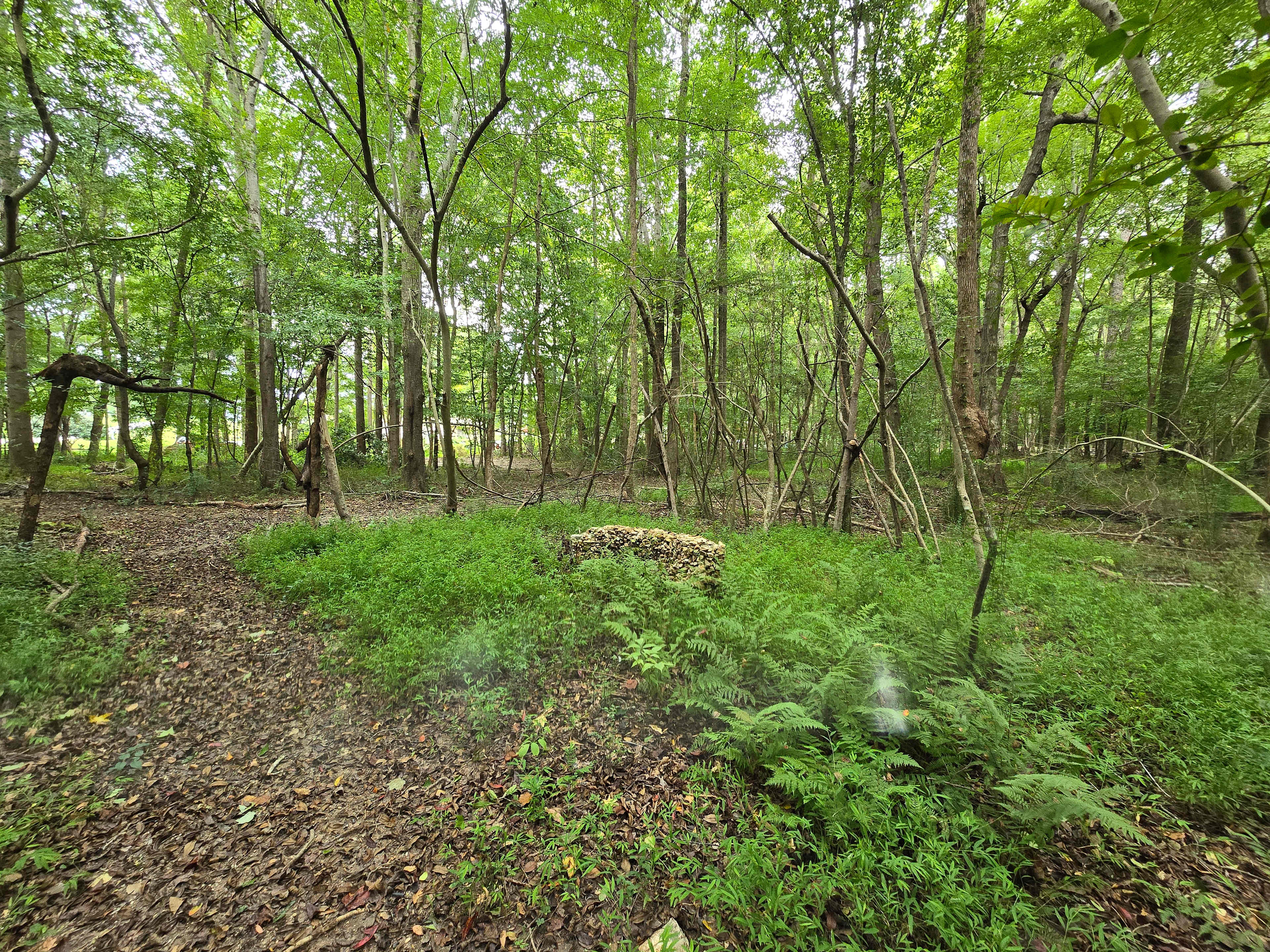 Path to the campsite