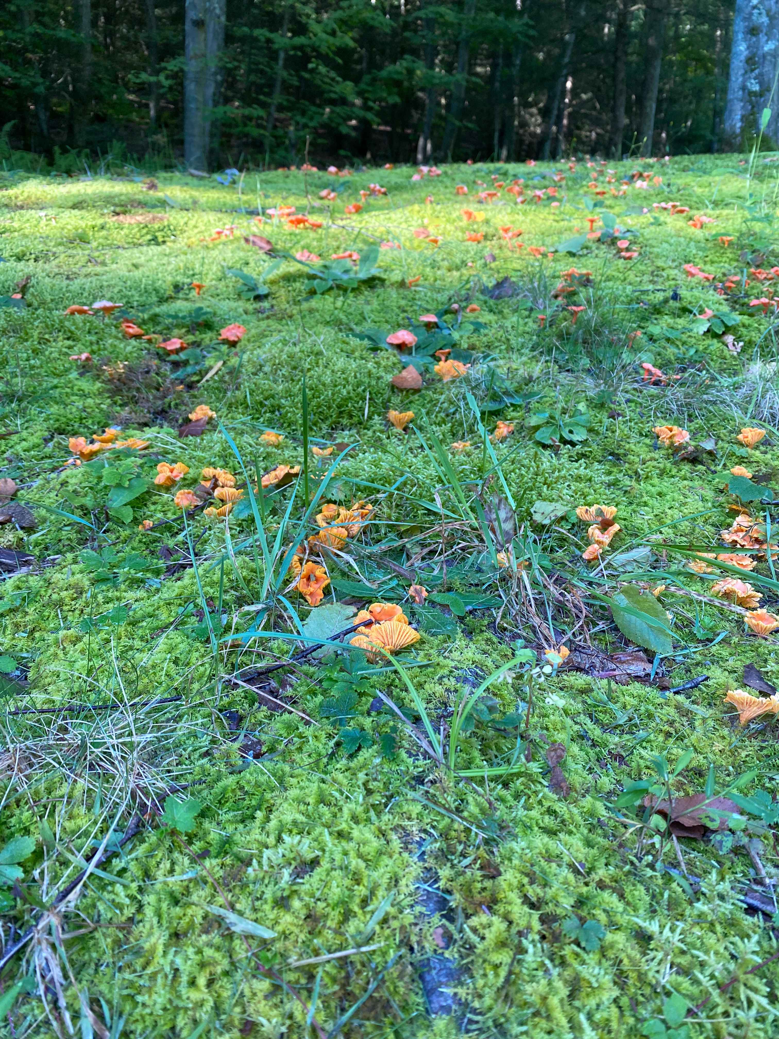 so many cool mushrooms to look at