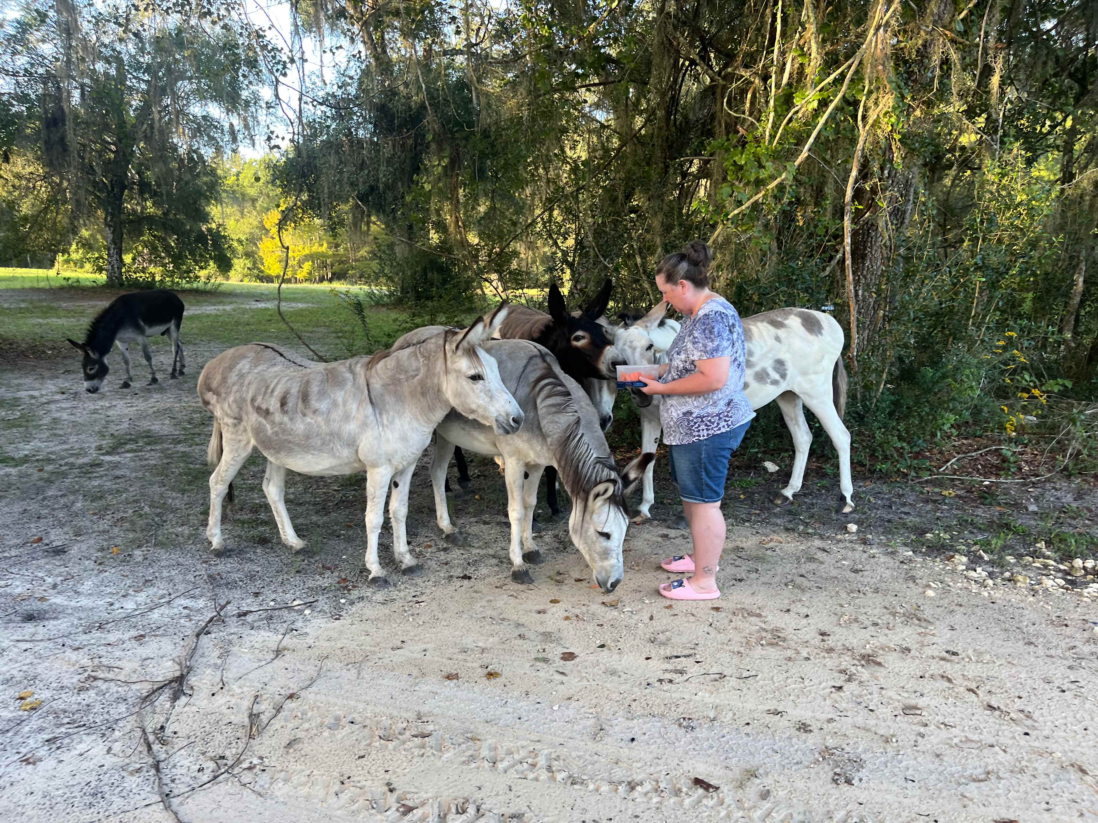 Feeding donkeys some carrots