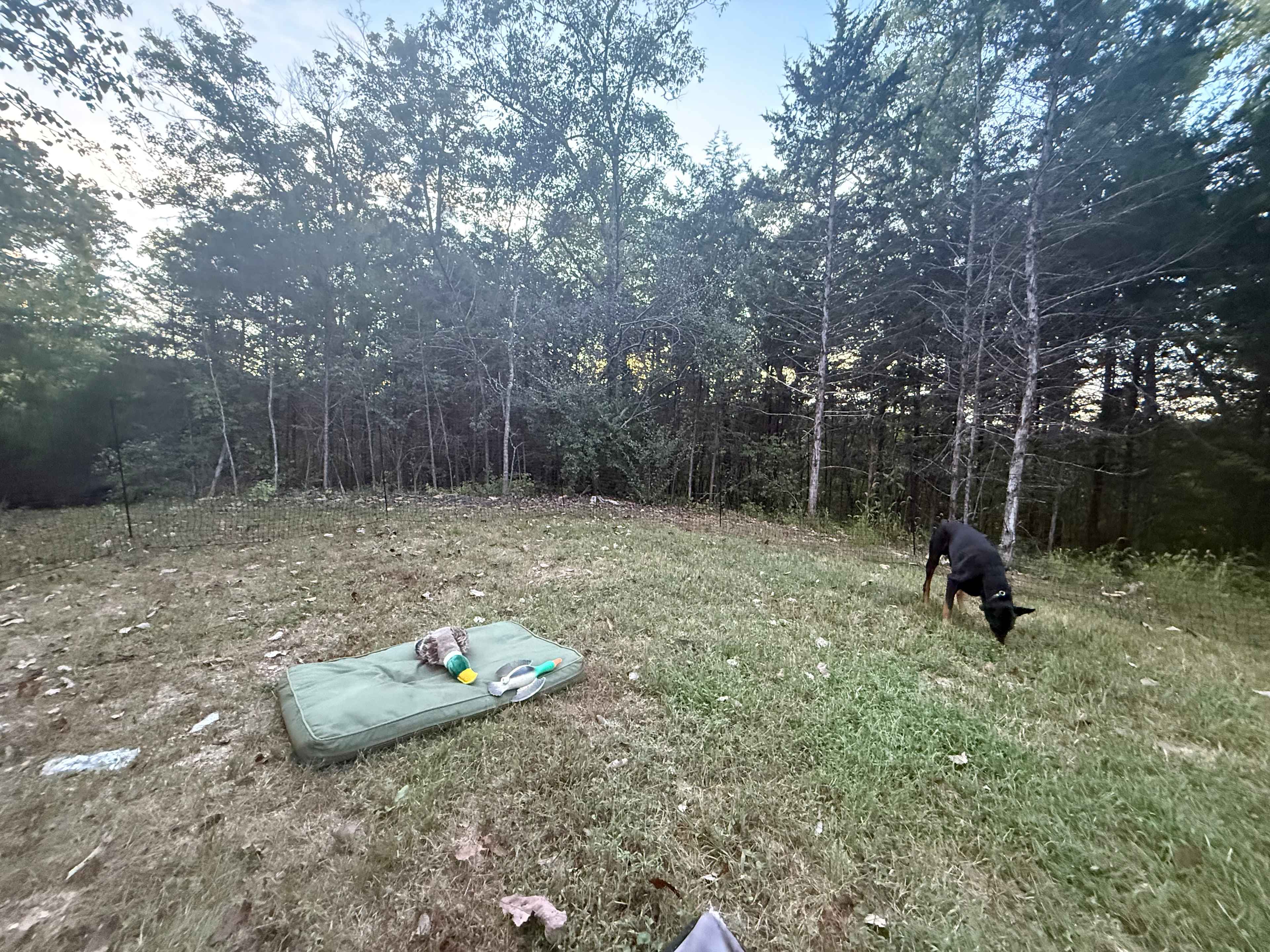 This is the camping spot (please note- leashes are required, we travel with our own fence, which is hard to see in this photo but is there!)