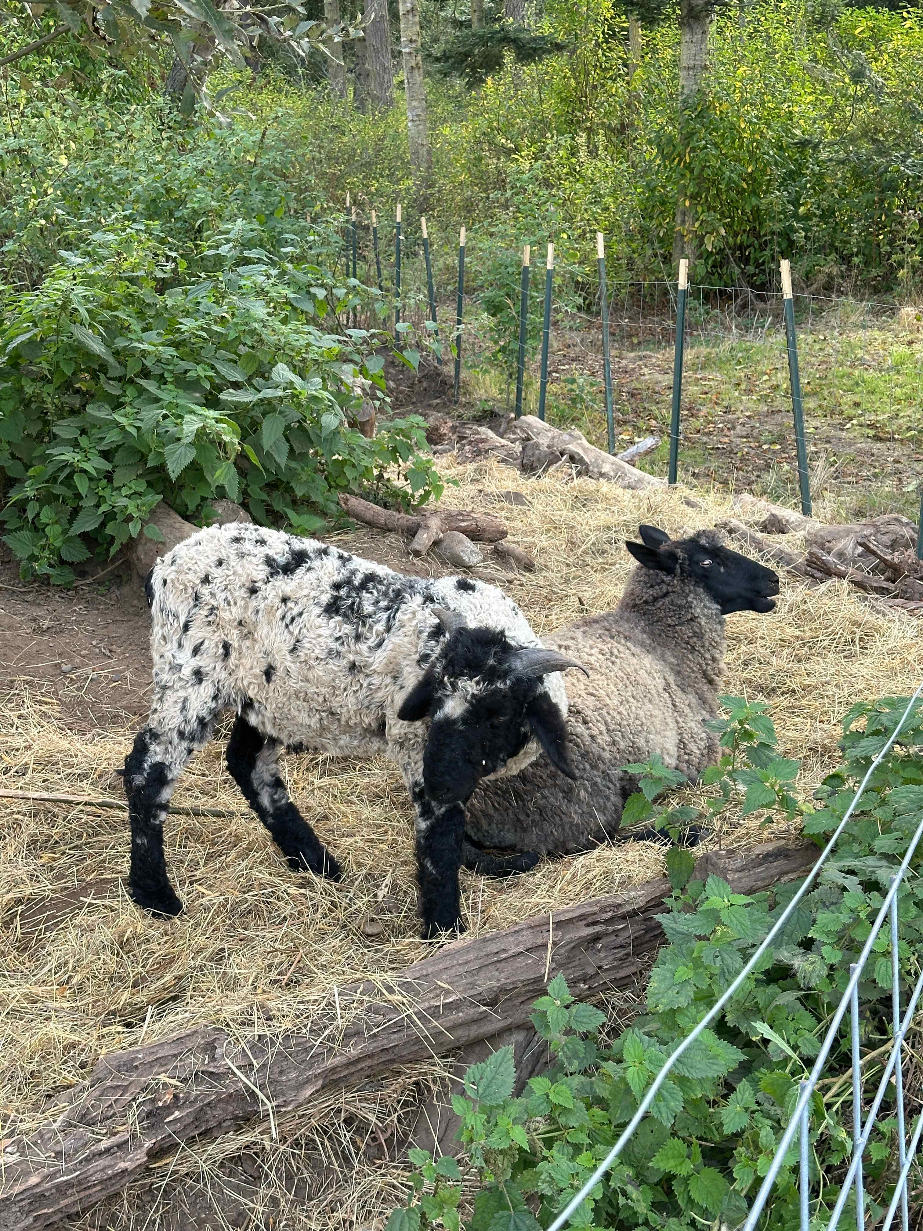 Whidbey Highland Farm