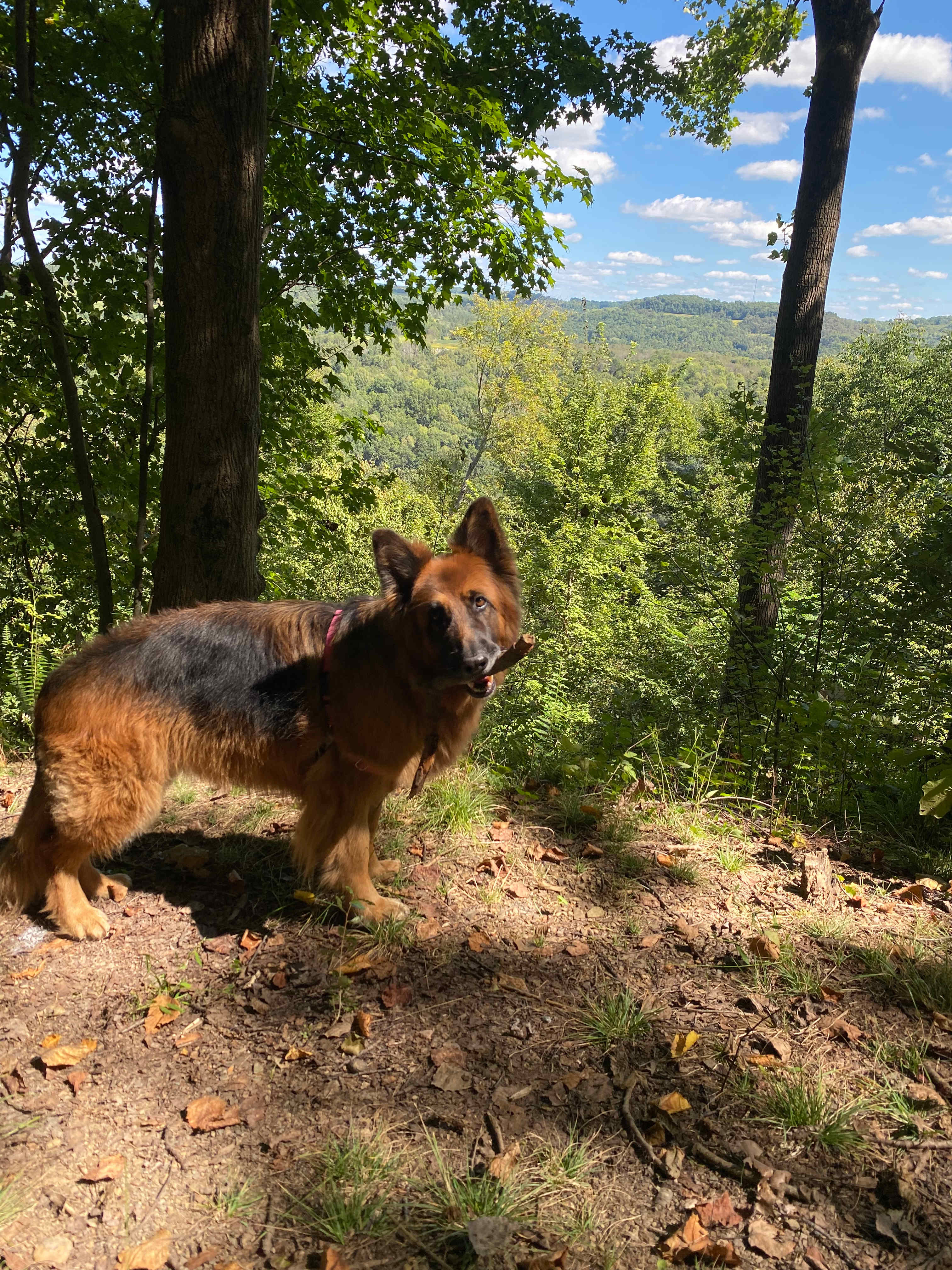 River Hills Above the Allegheny