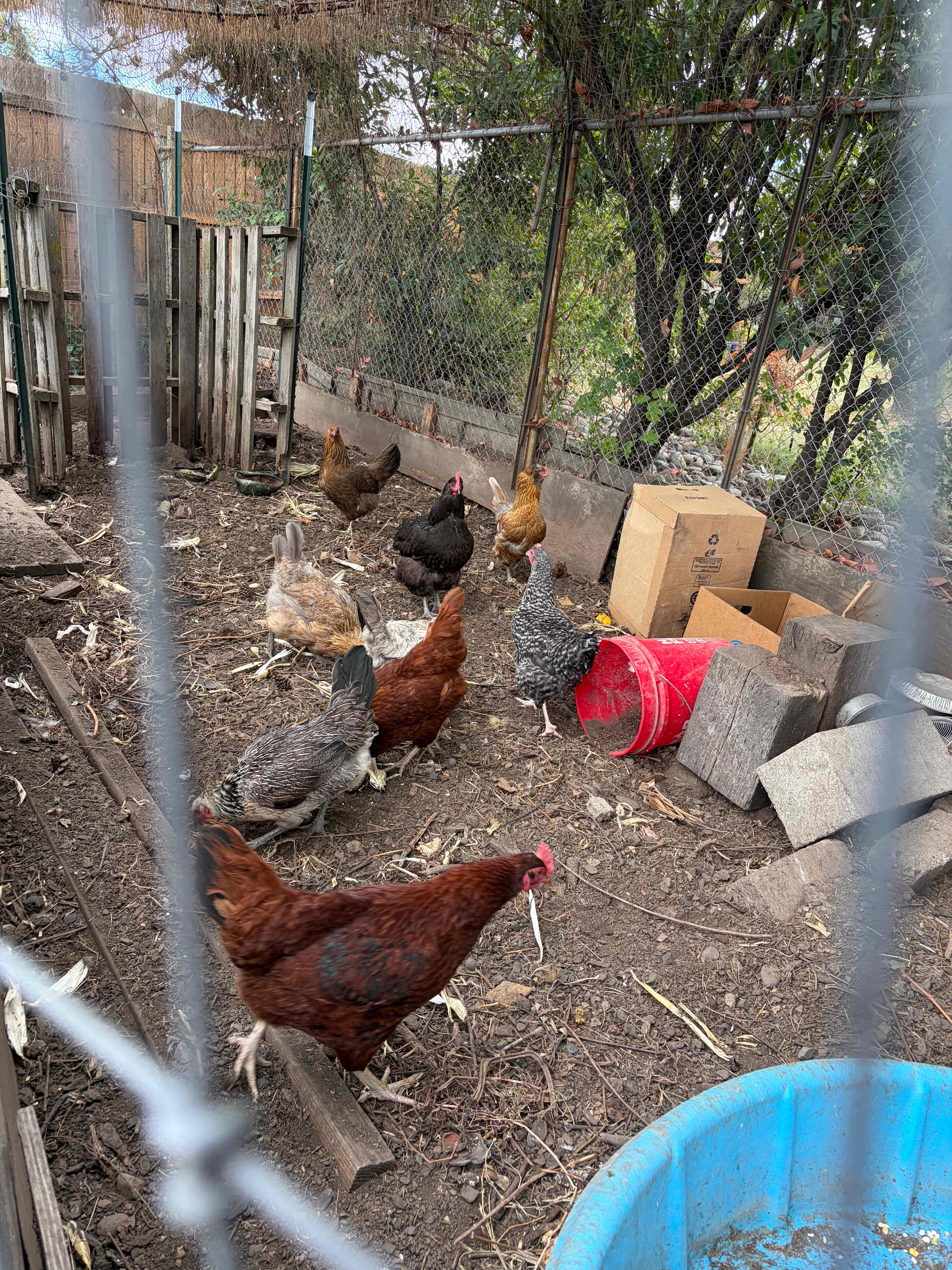 Orange Dog Acres
