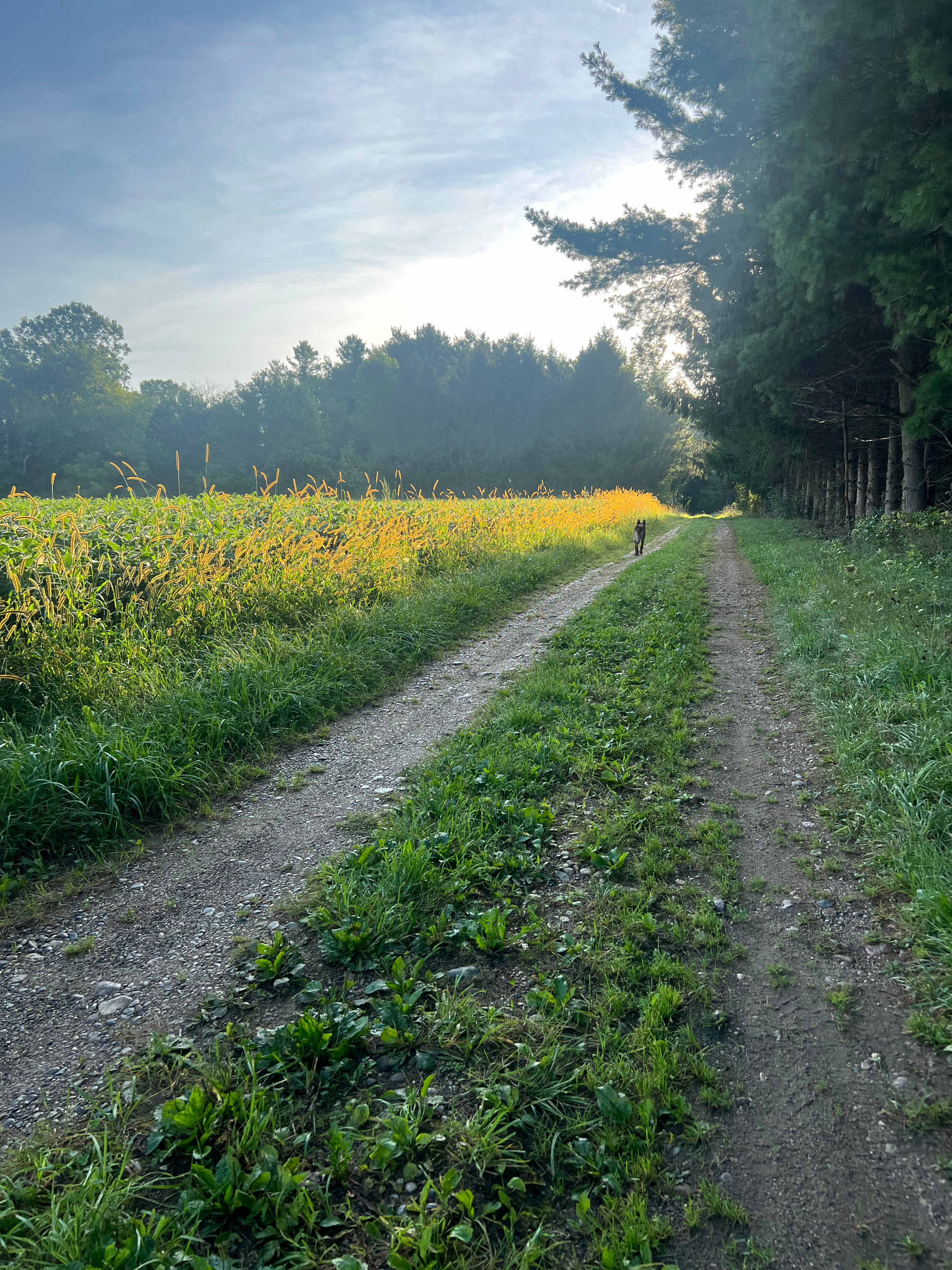 Boone Farm & Forest
