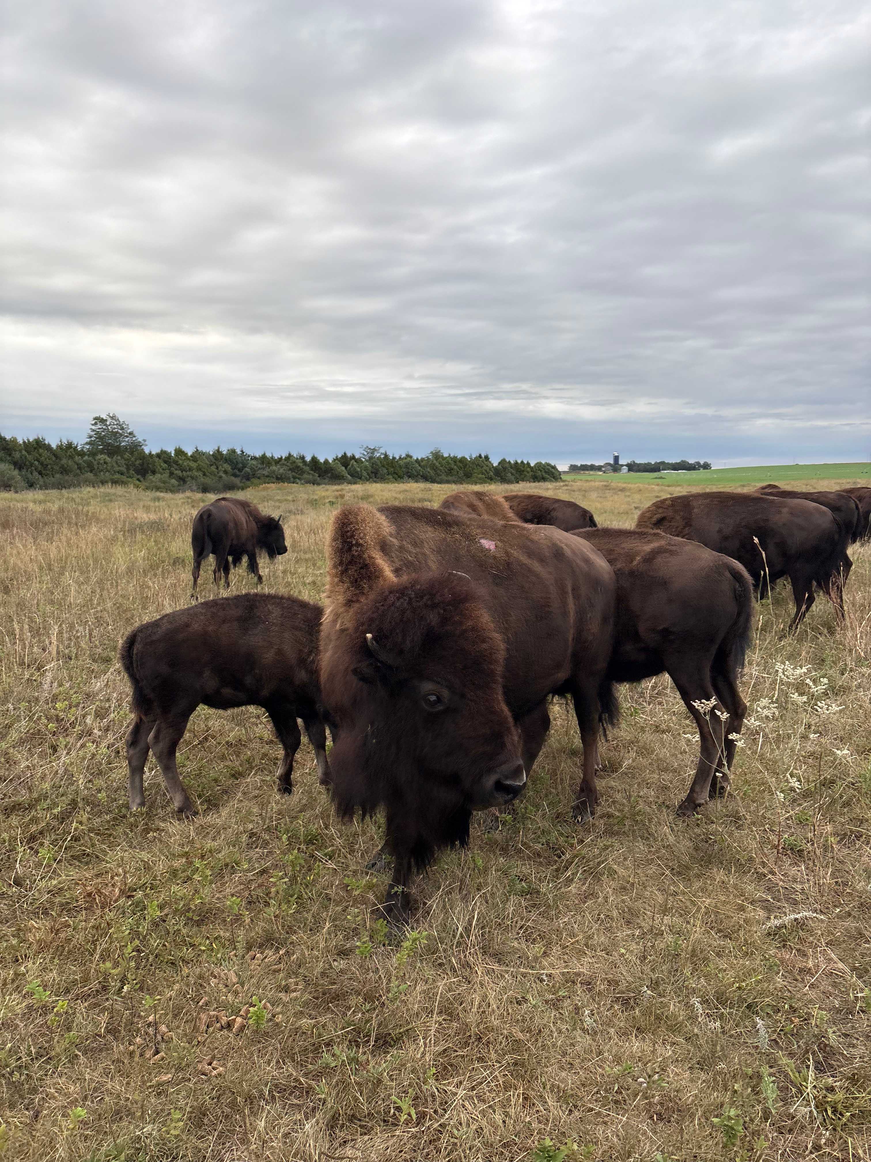 Golden Prairie Bison