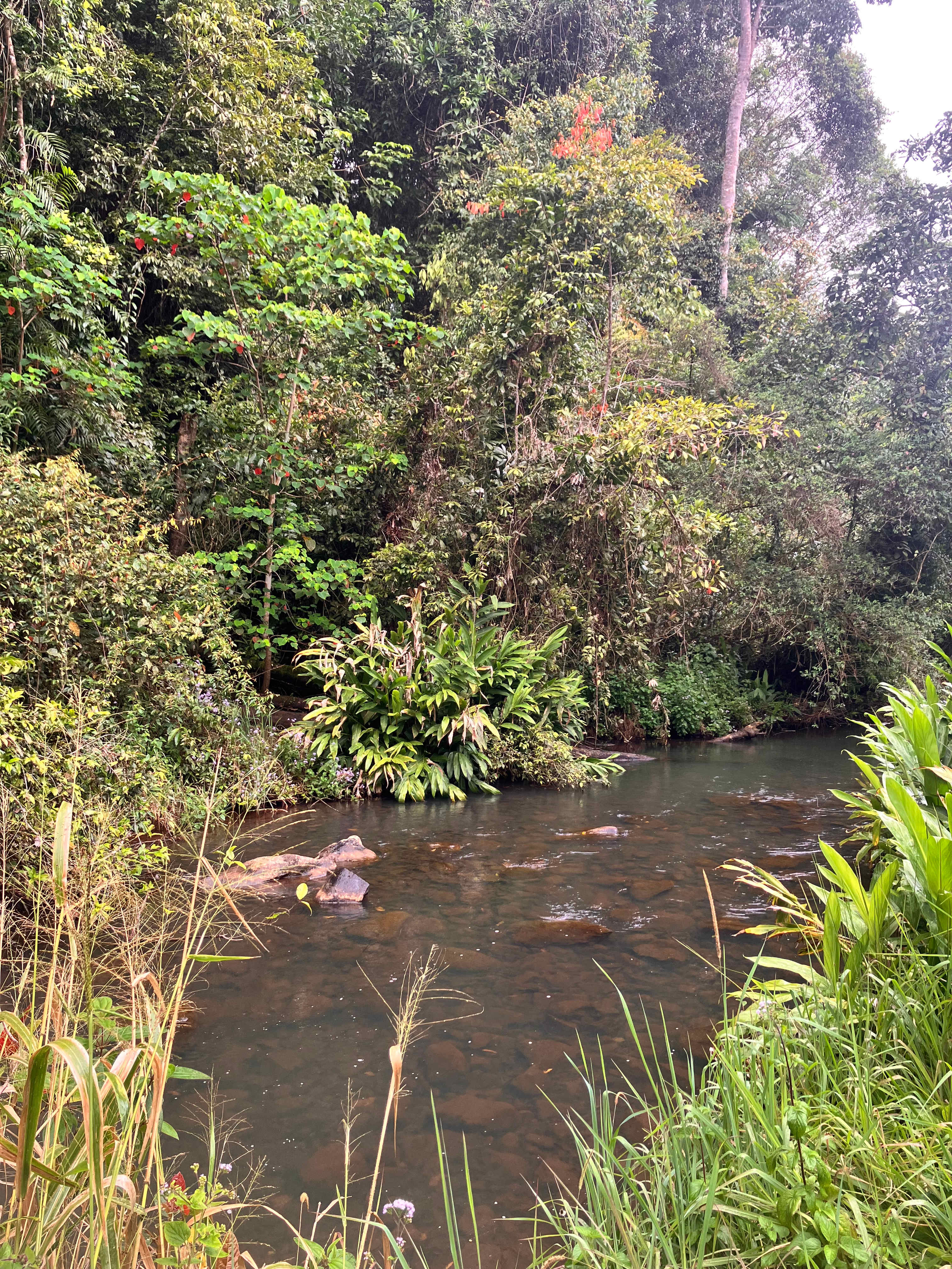 Creek next to site