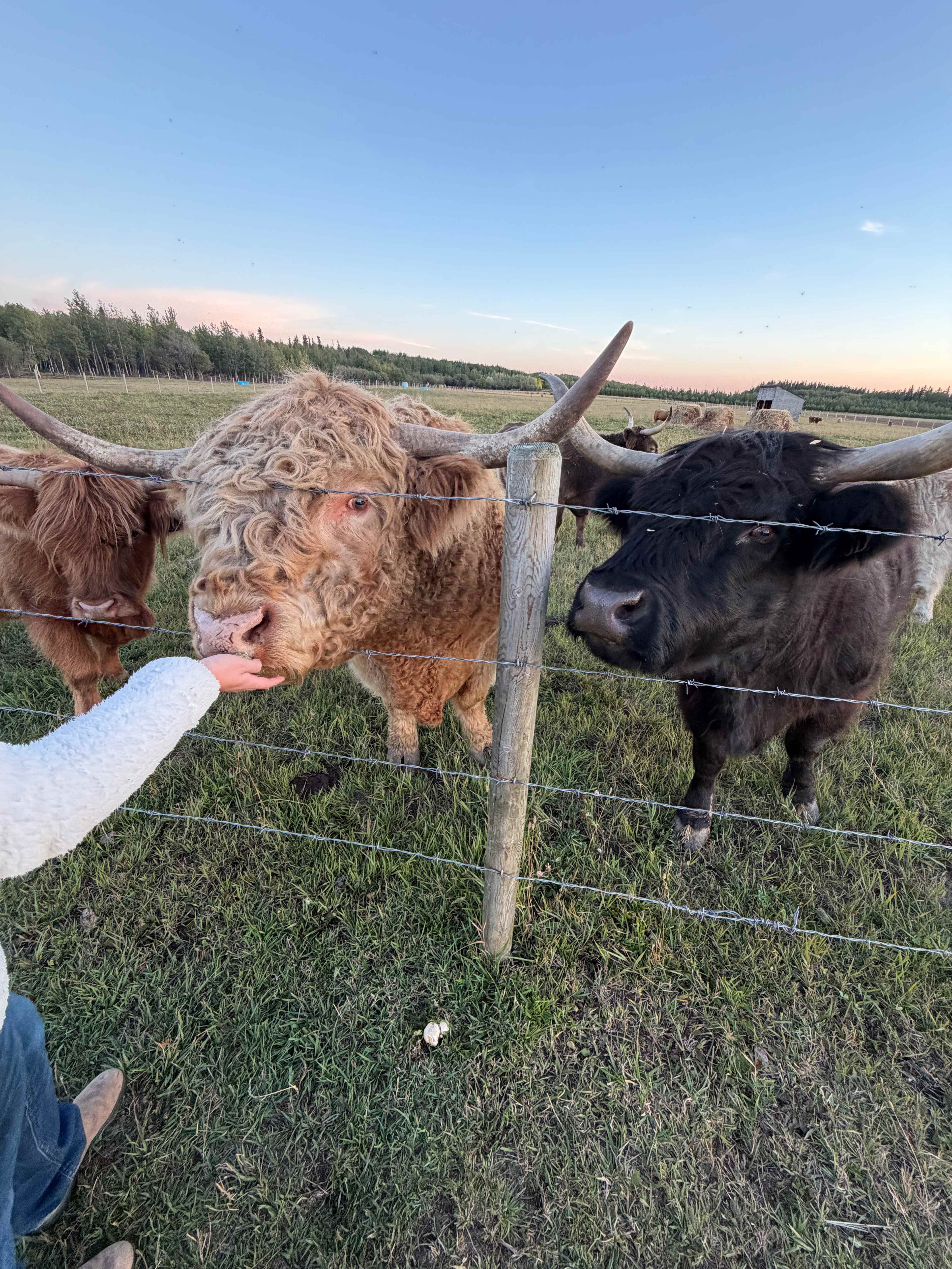 Highland Cow Farm