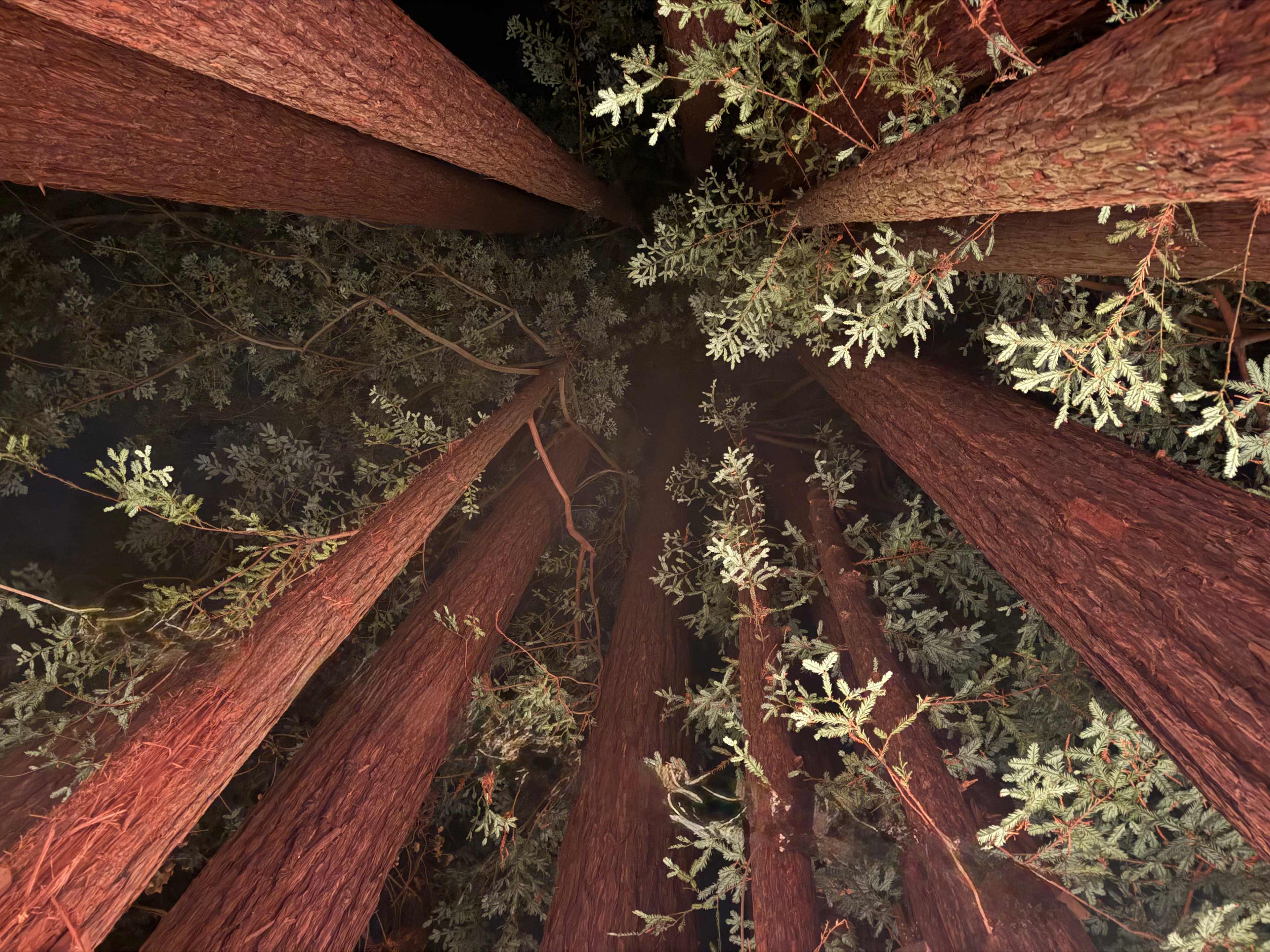 Sleep Up High In A Redwood Tree-net