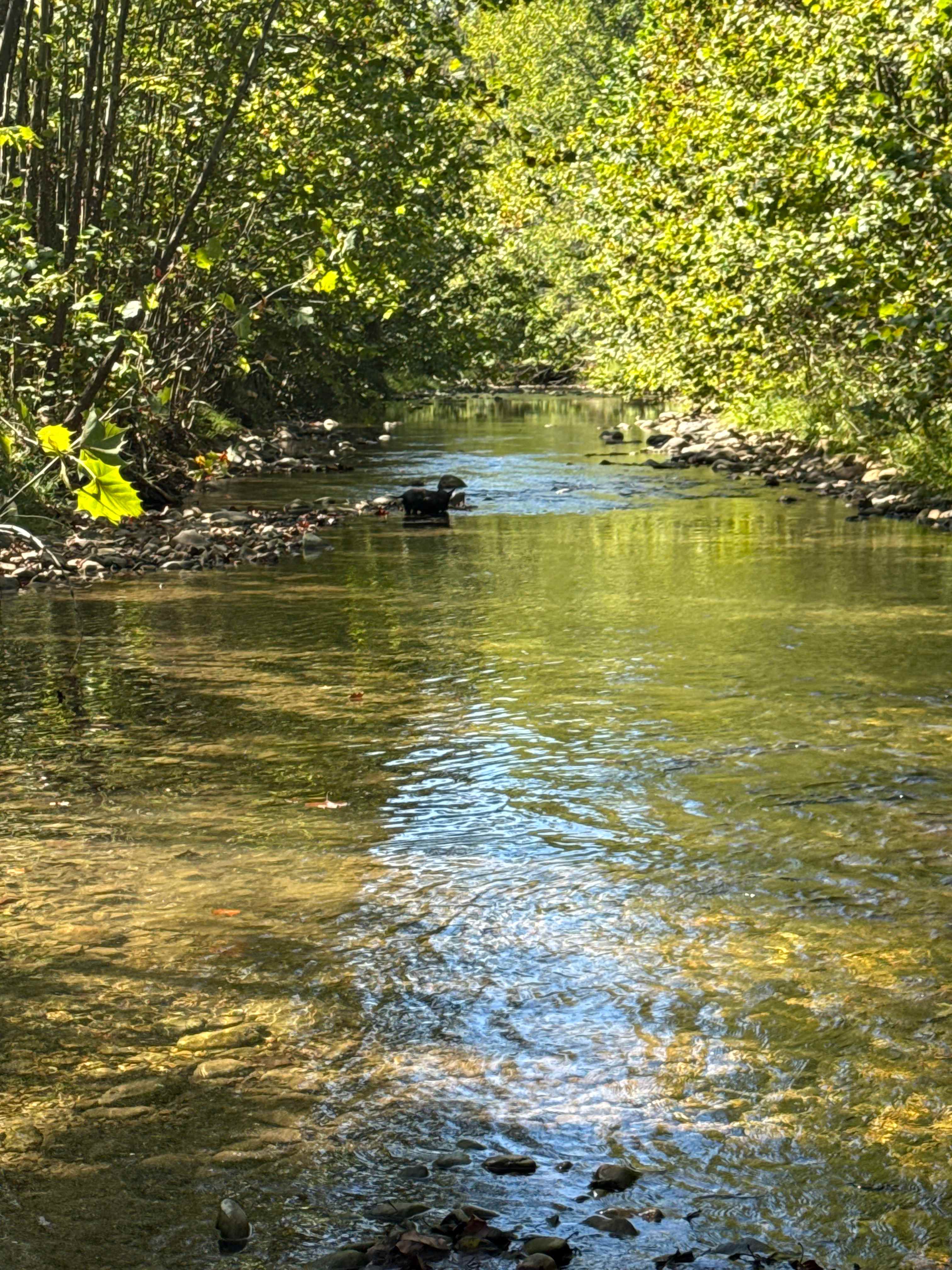 Playing in the creek! 
