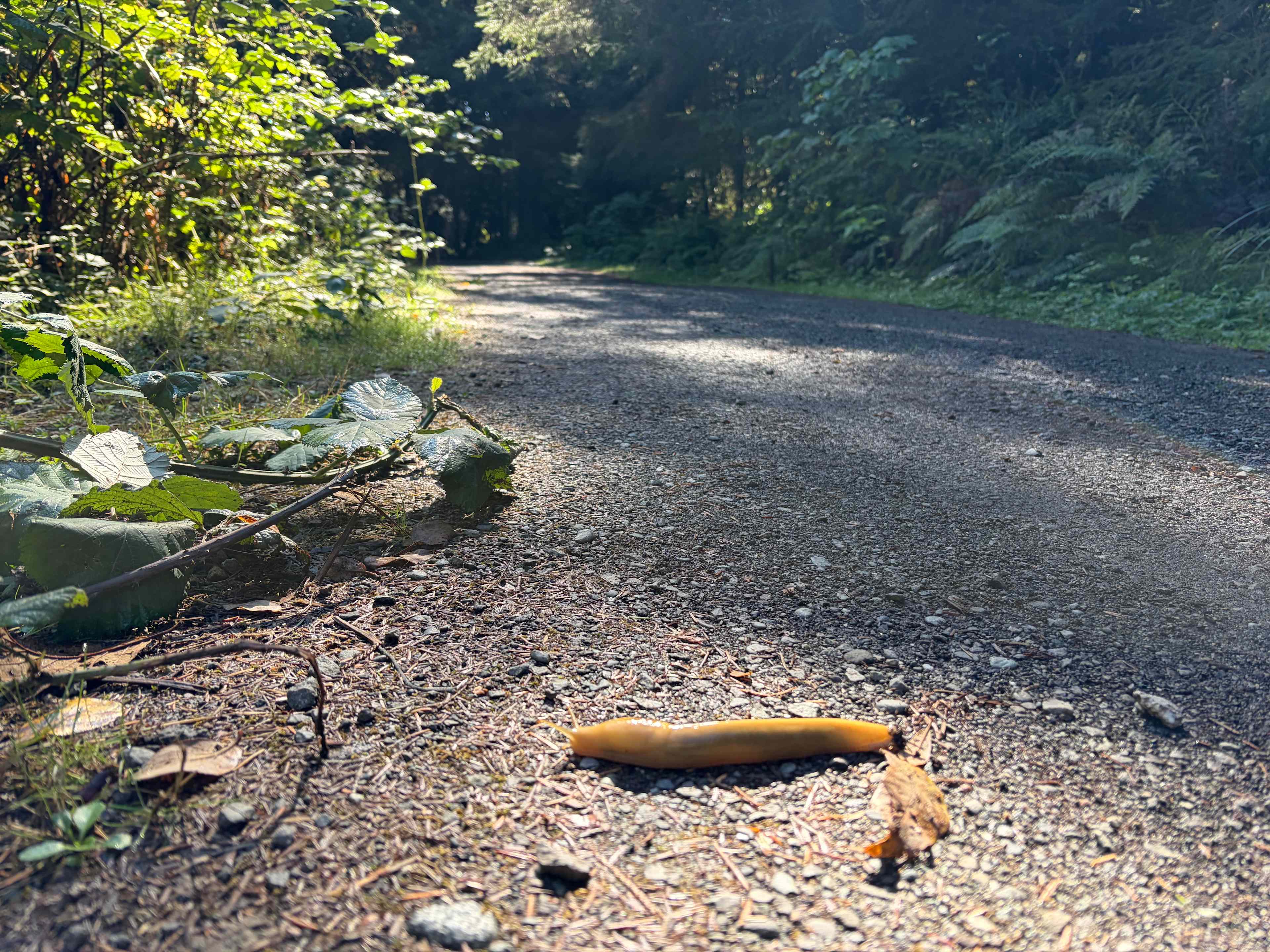 Mystic Forest Campground