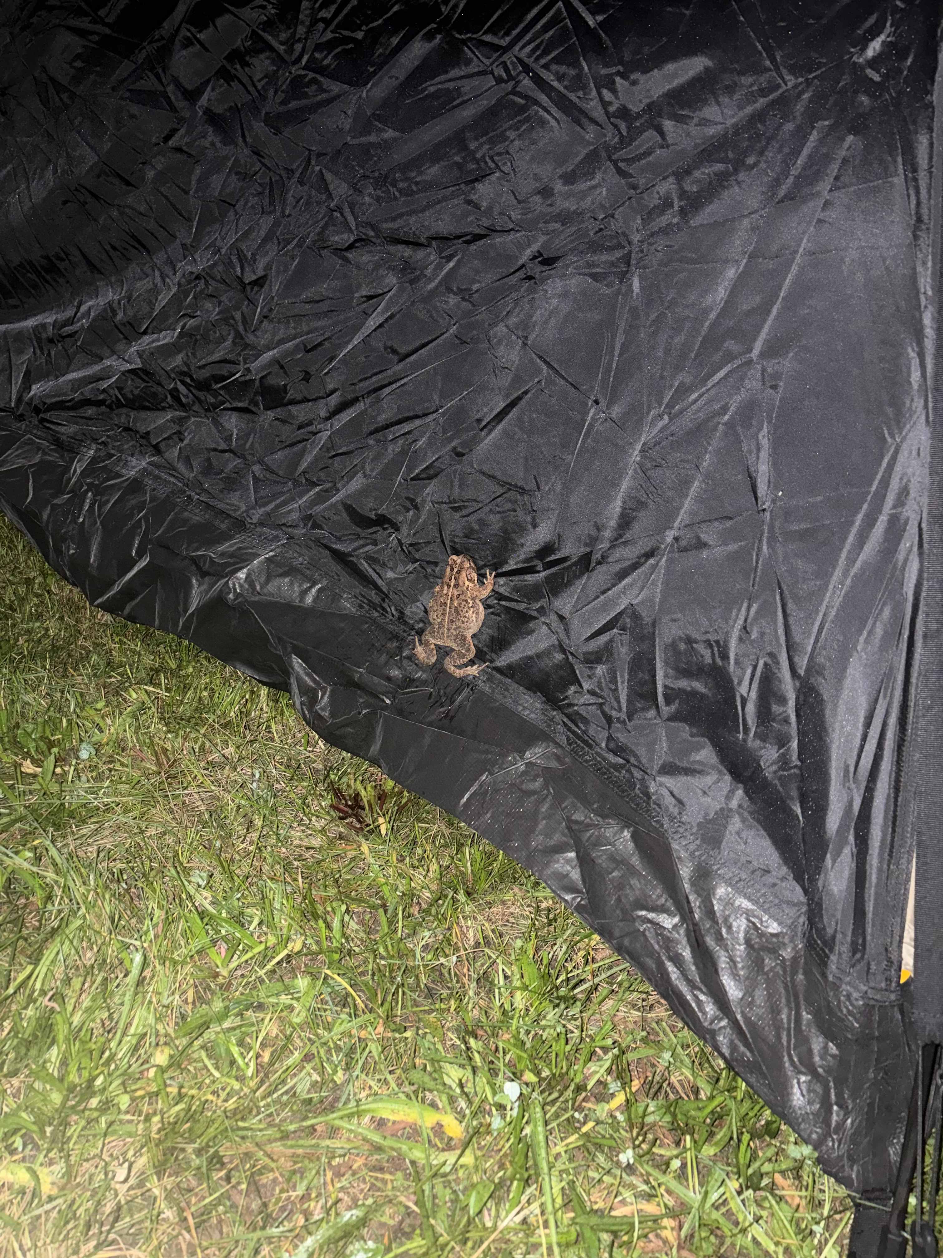 One of the local toads 