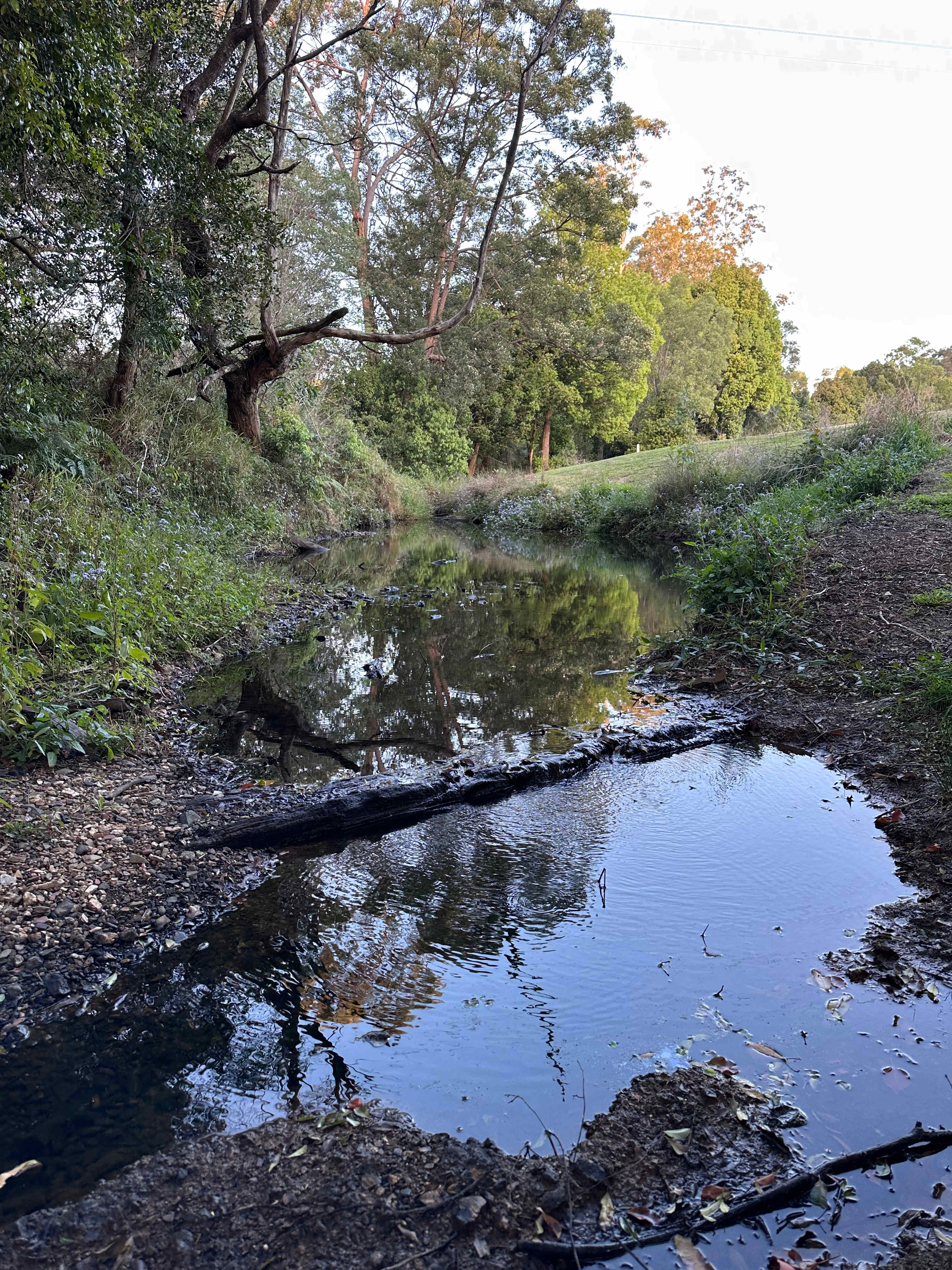 Platypus bend 