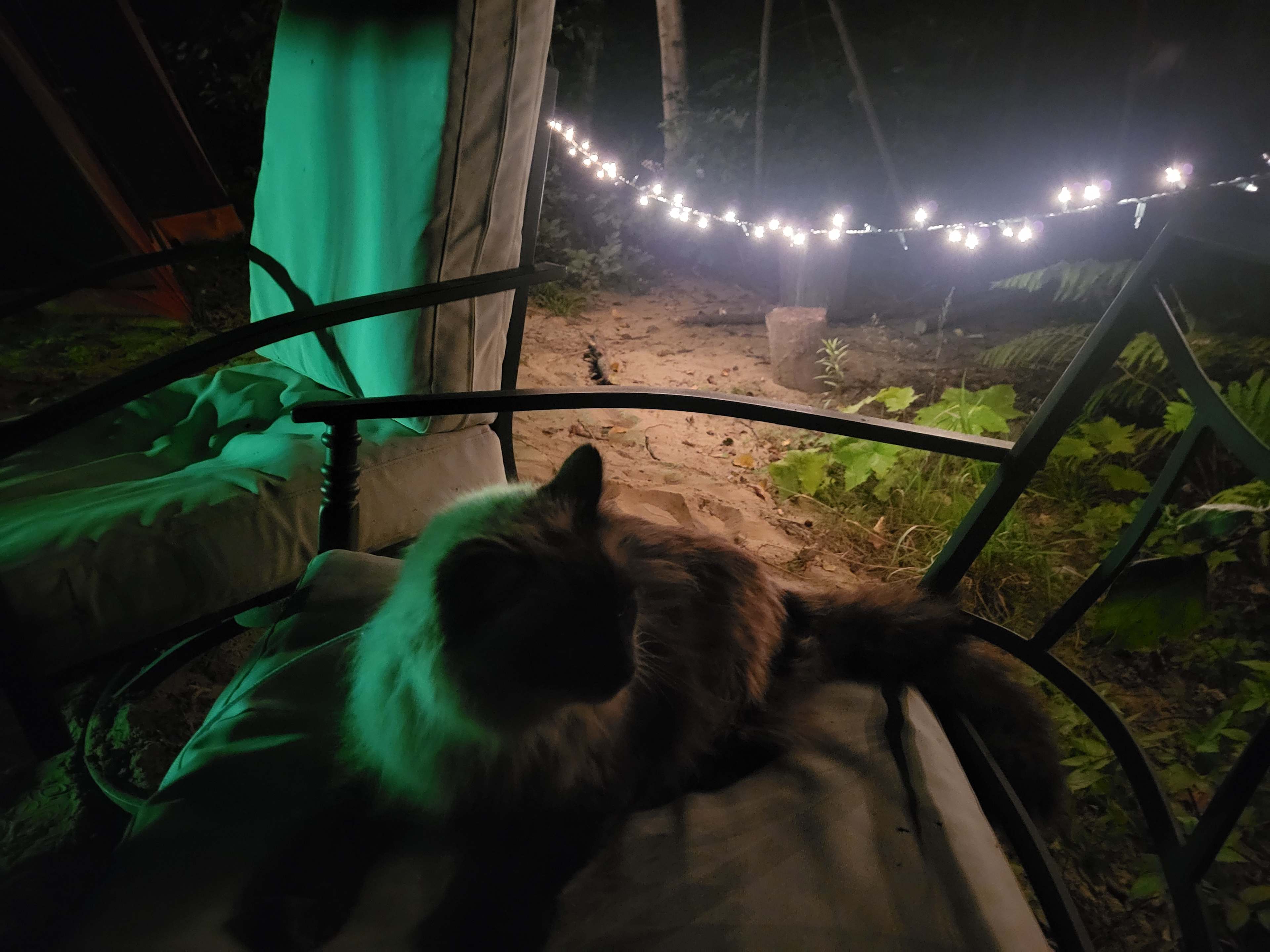 Kitty enjoying the fairy lights vibes near the fire!