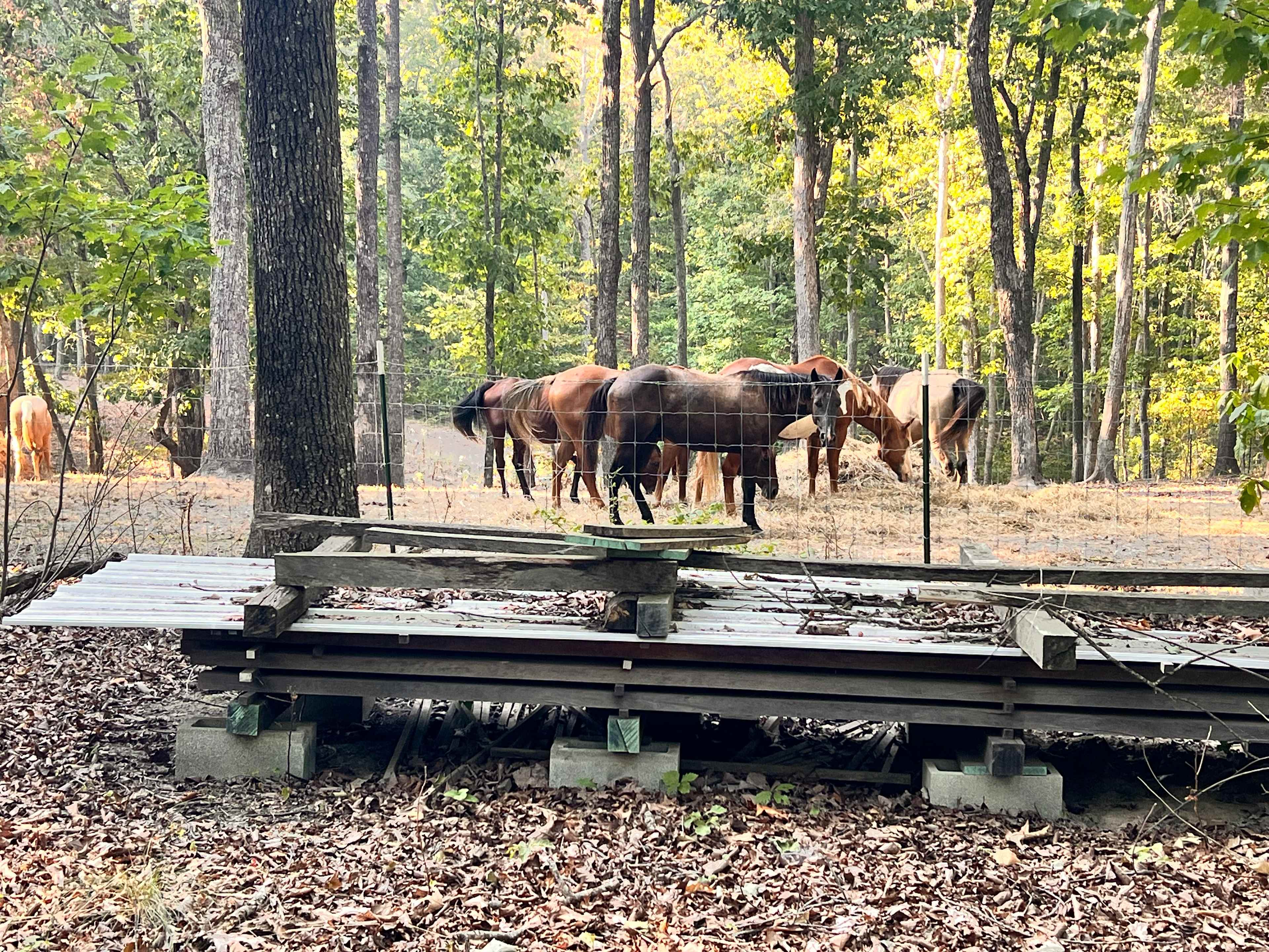 Cabin and Barn on 20 Peaceful Acres