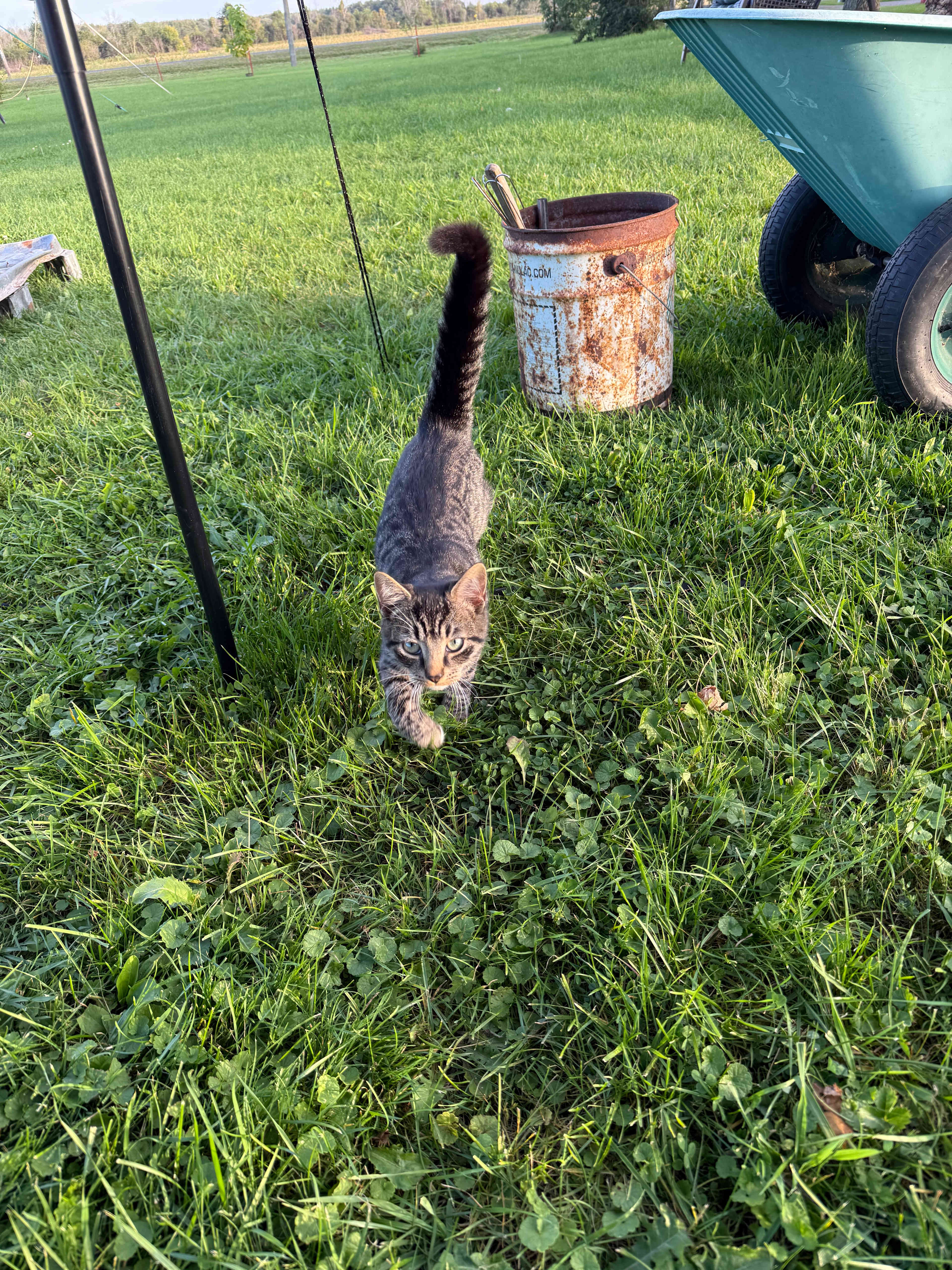 Friendly barn cat 