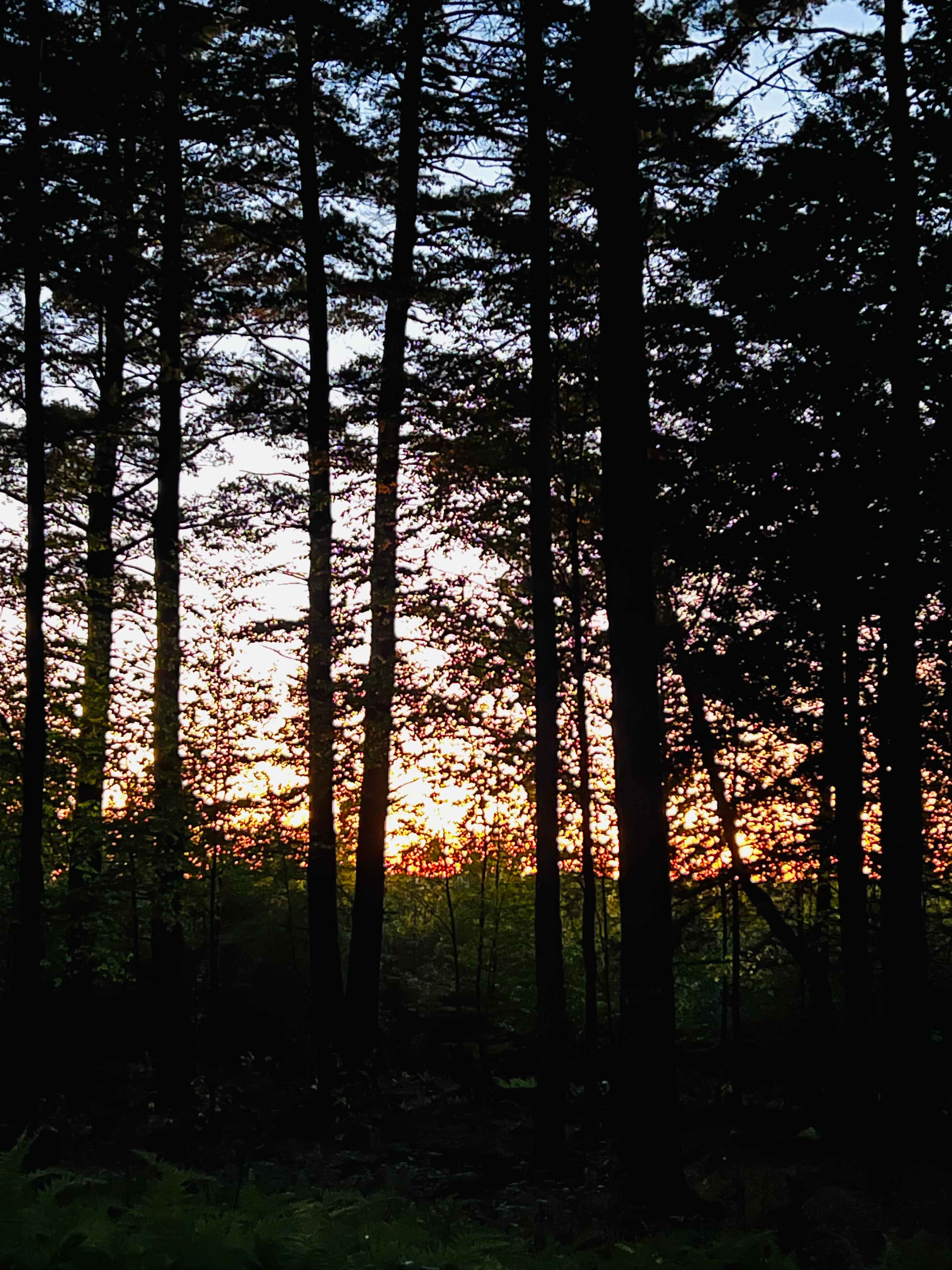 Hidden Pines
