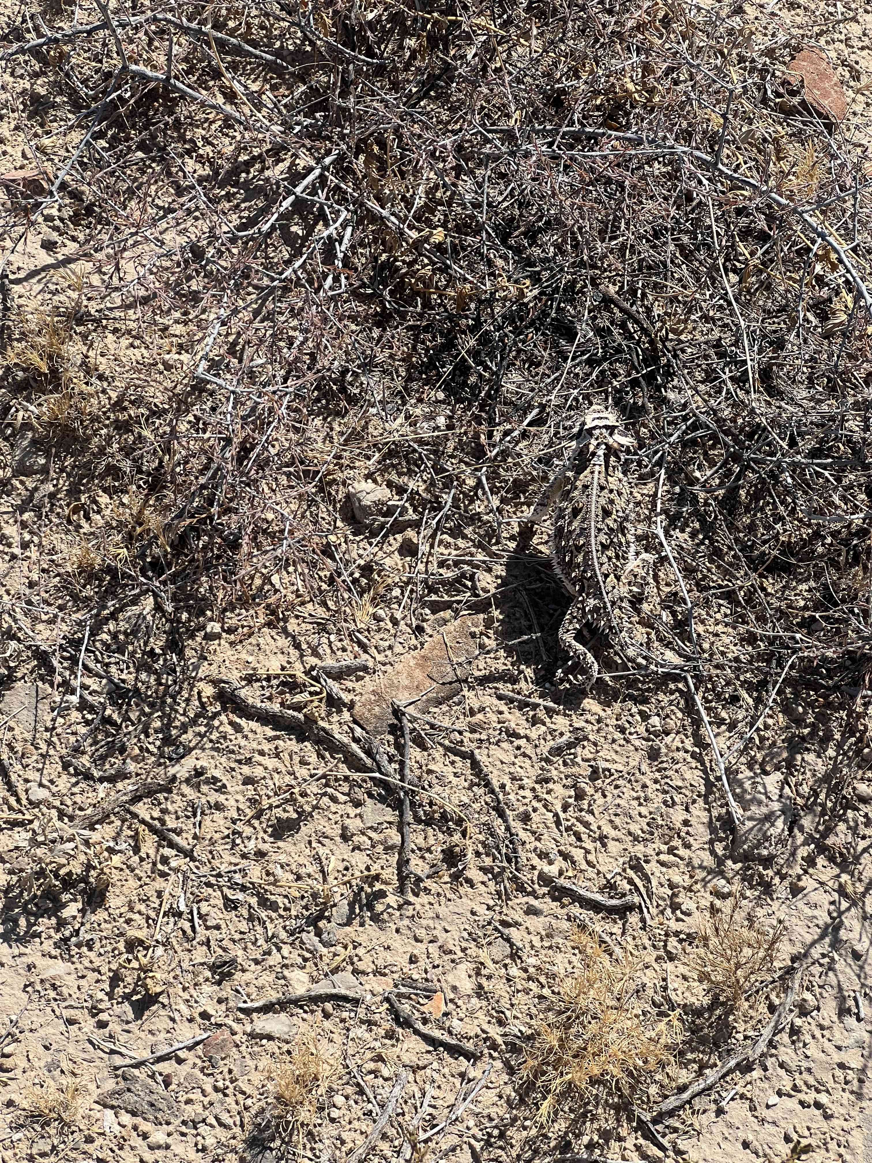 Texas horned lizard