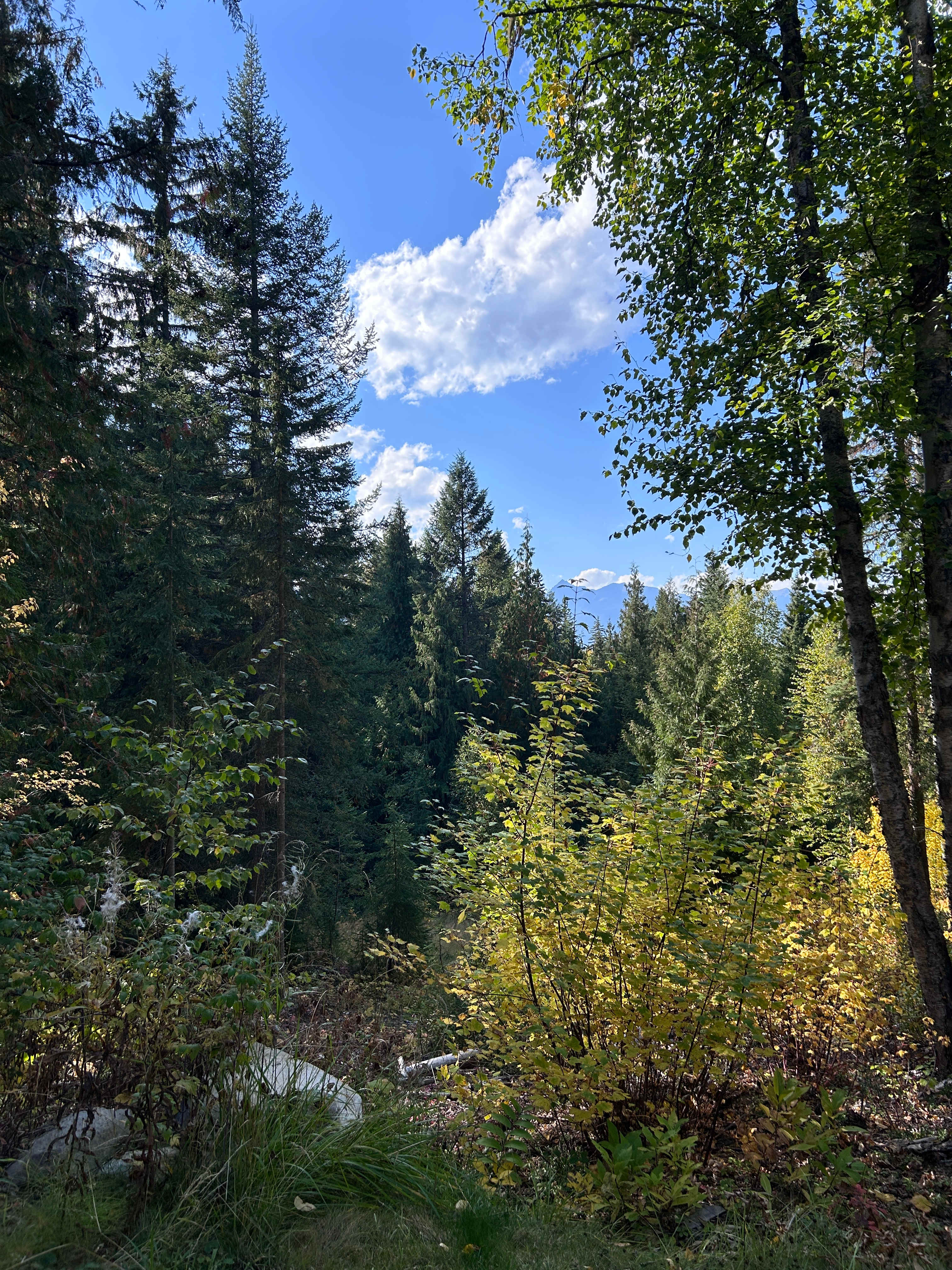 In The Trees